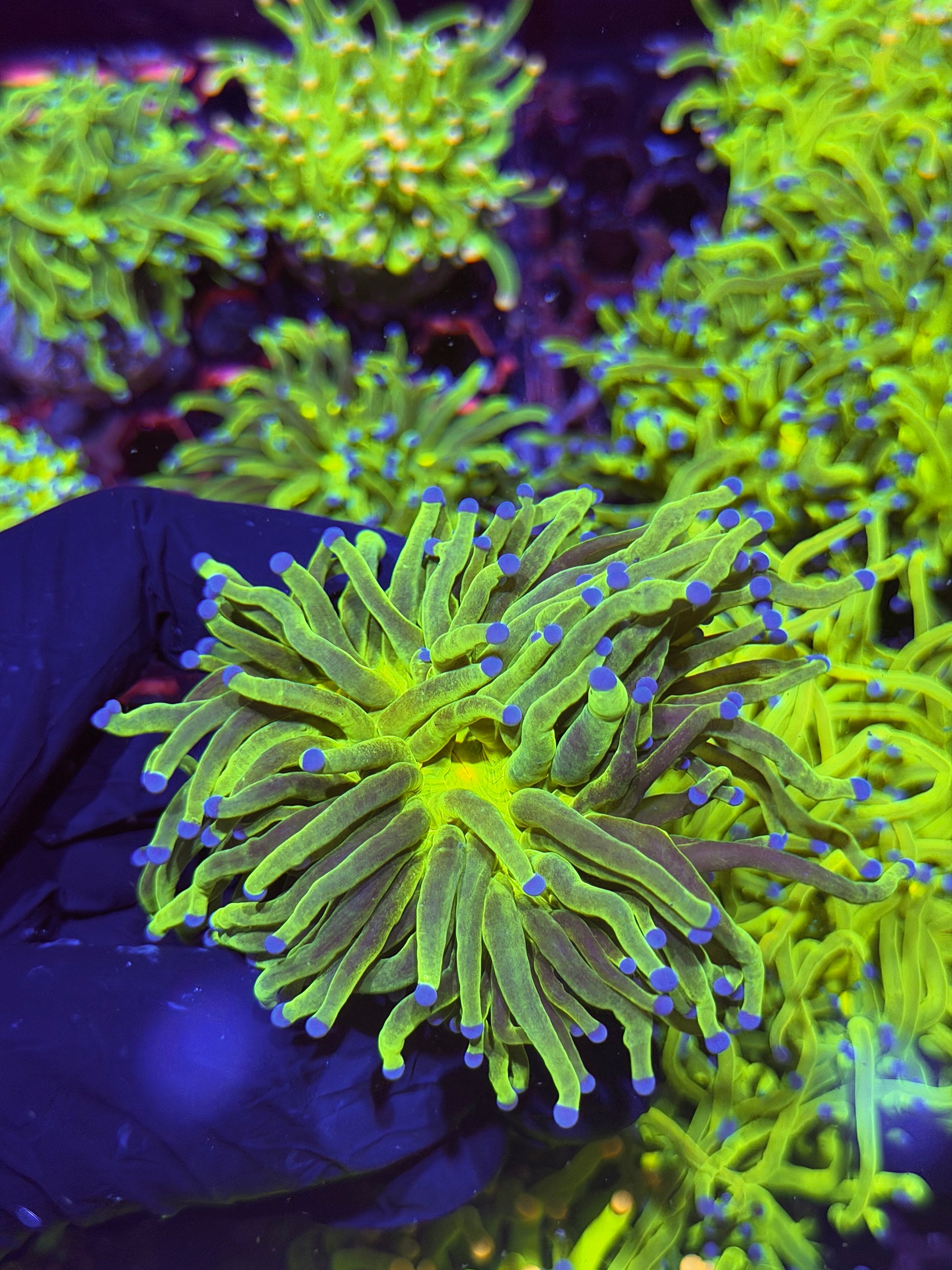 JEA Grafted Holy Grail Torch Coral 1 Heads Splitting XL