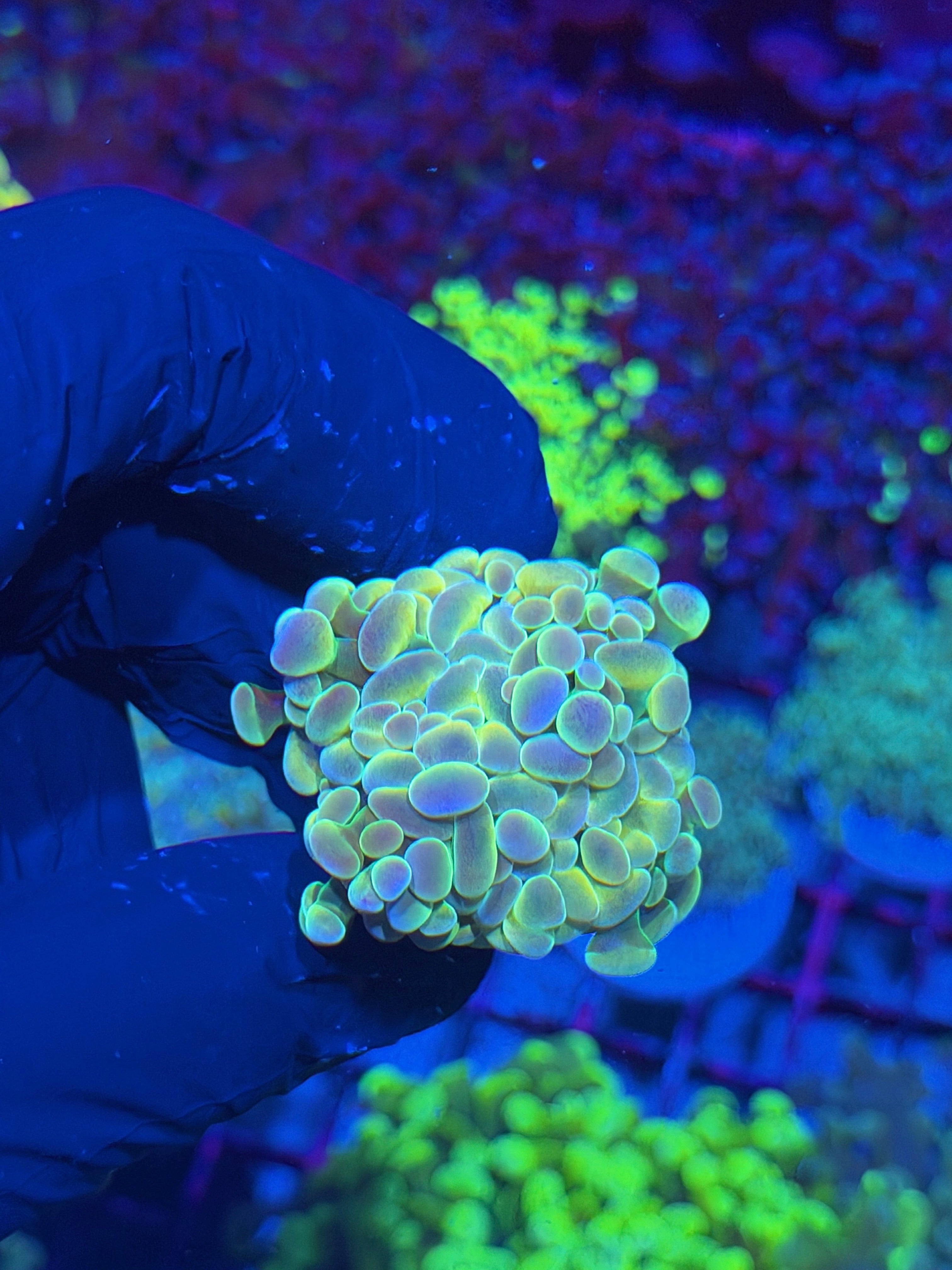 JEA Rainbow Fusion Hammer Coral 1 XL Head 7/21