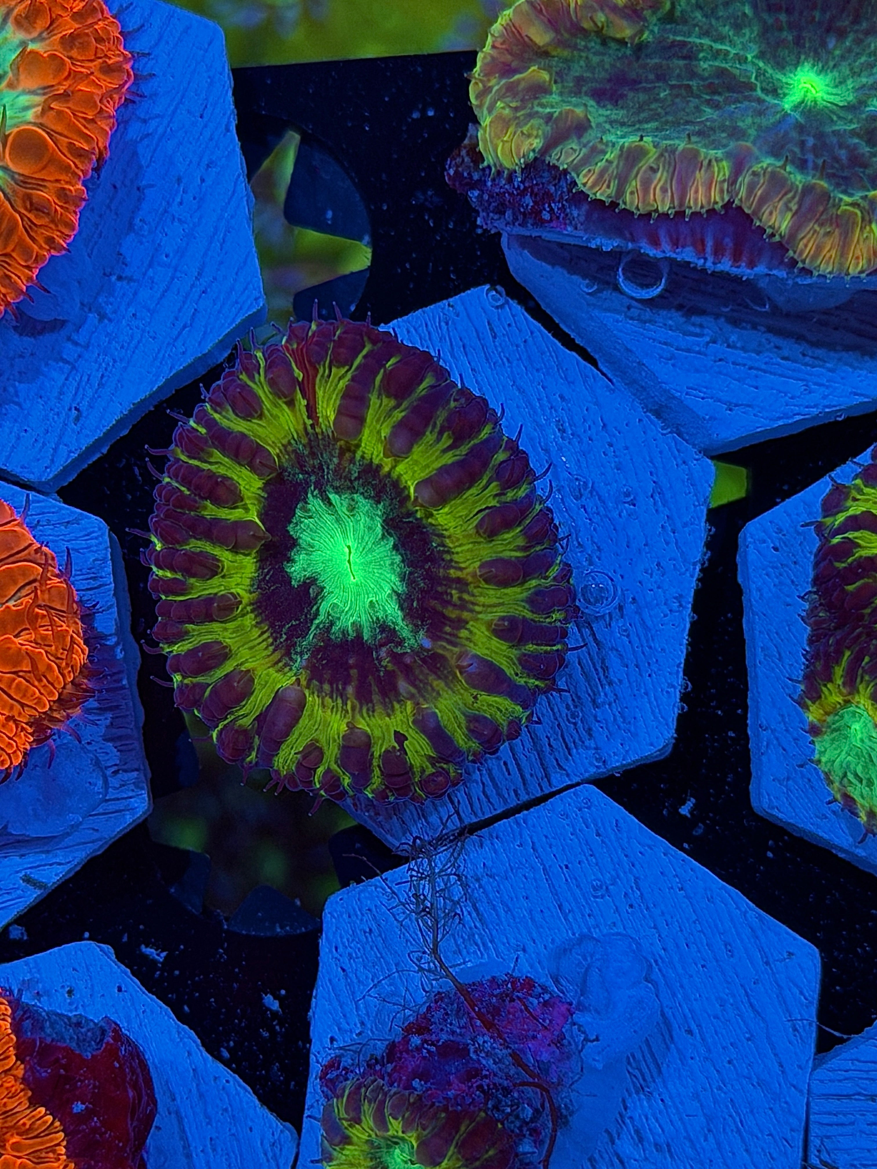 JEA Dark Matter Blastomussa Coral 1 XXL Head INSANE *New Release*