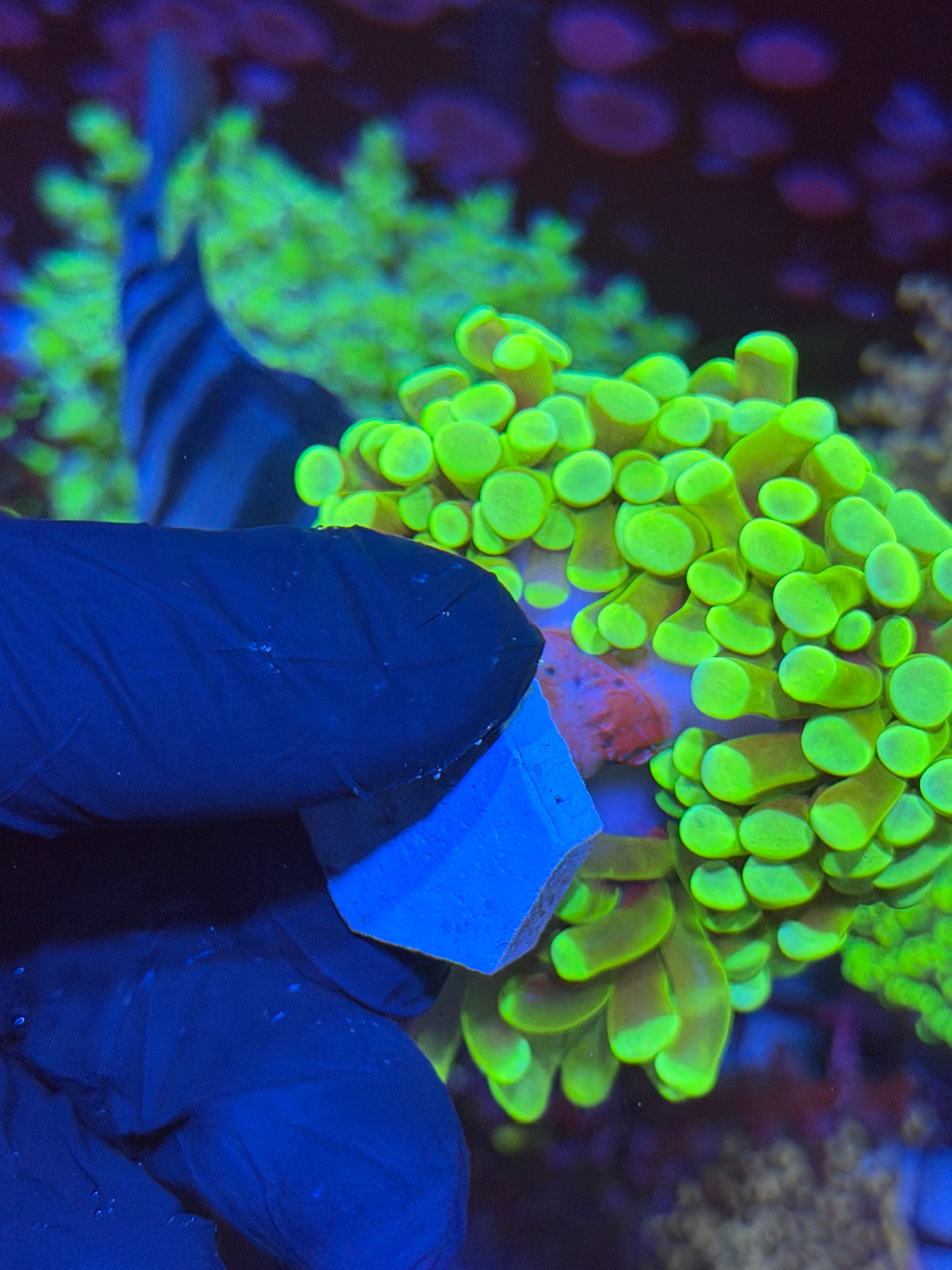 JEA Banana Hammer Coral Mini Colony XXL BRIGHT 6/4