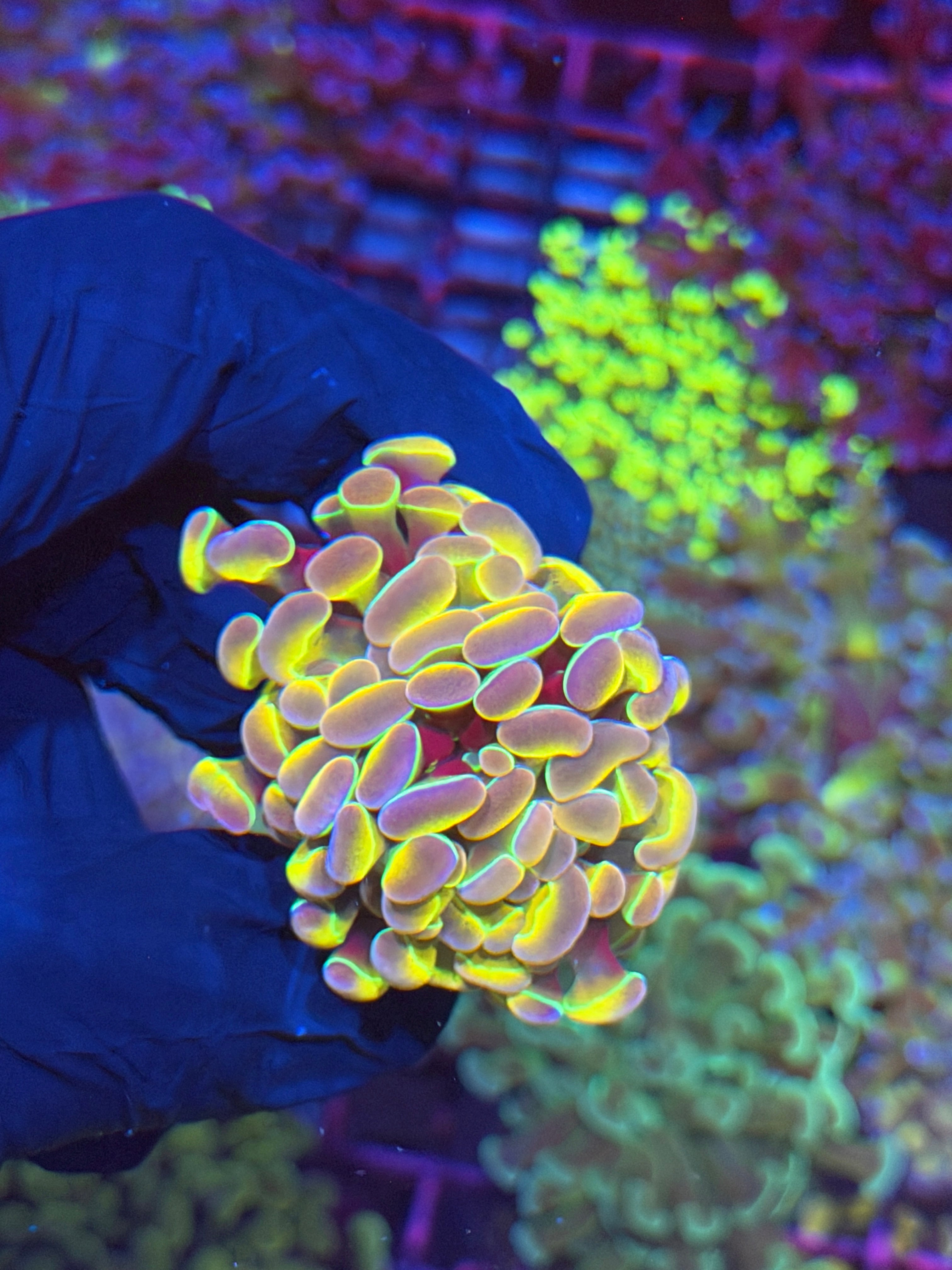 JEA Rainbow Dreams Hammer Coral 2 Heads BRIGHT 7/14