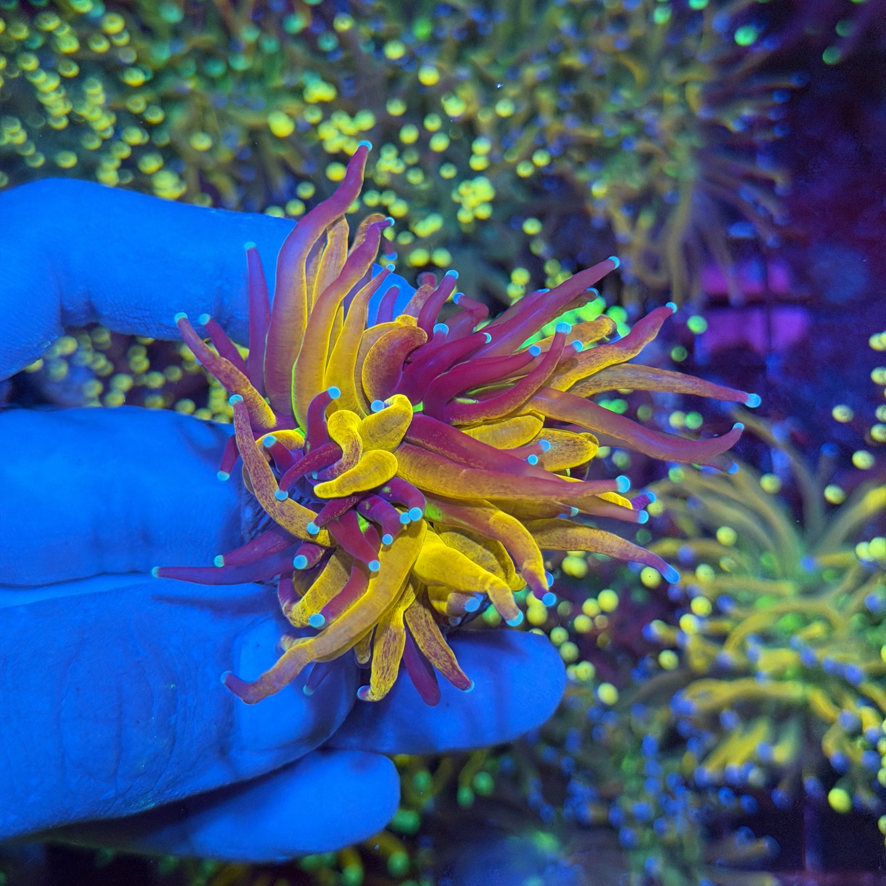 JEA Tiger Torch Coral 1 XXL Head Splitting 6/3