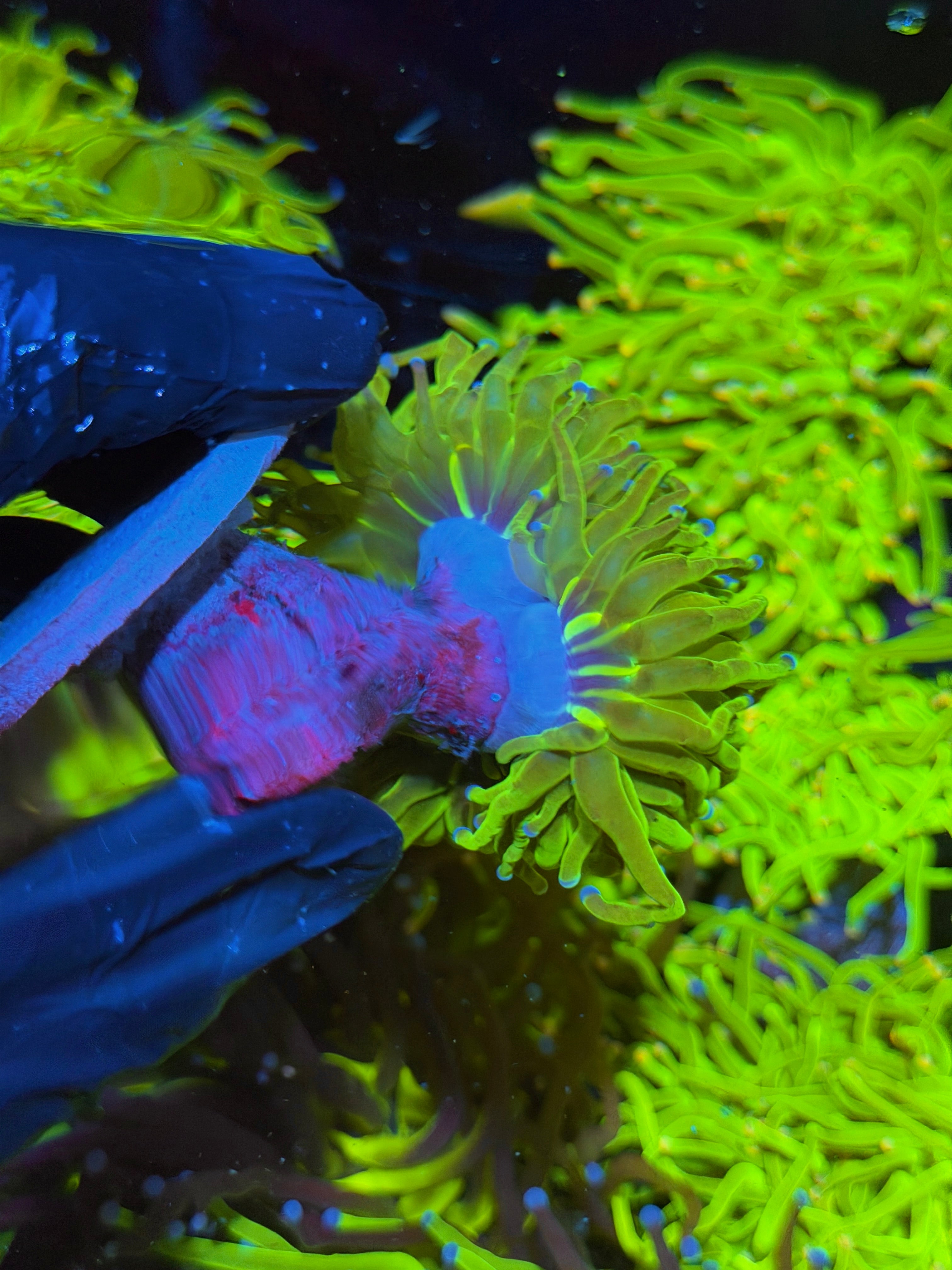 JEA 24K Holy Grail Torch Coral 3 Head Cluster XXXL 7/15