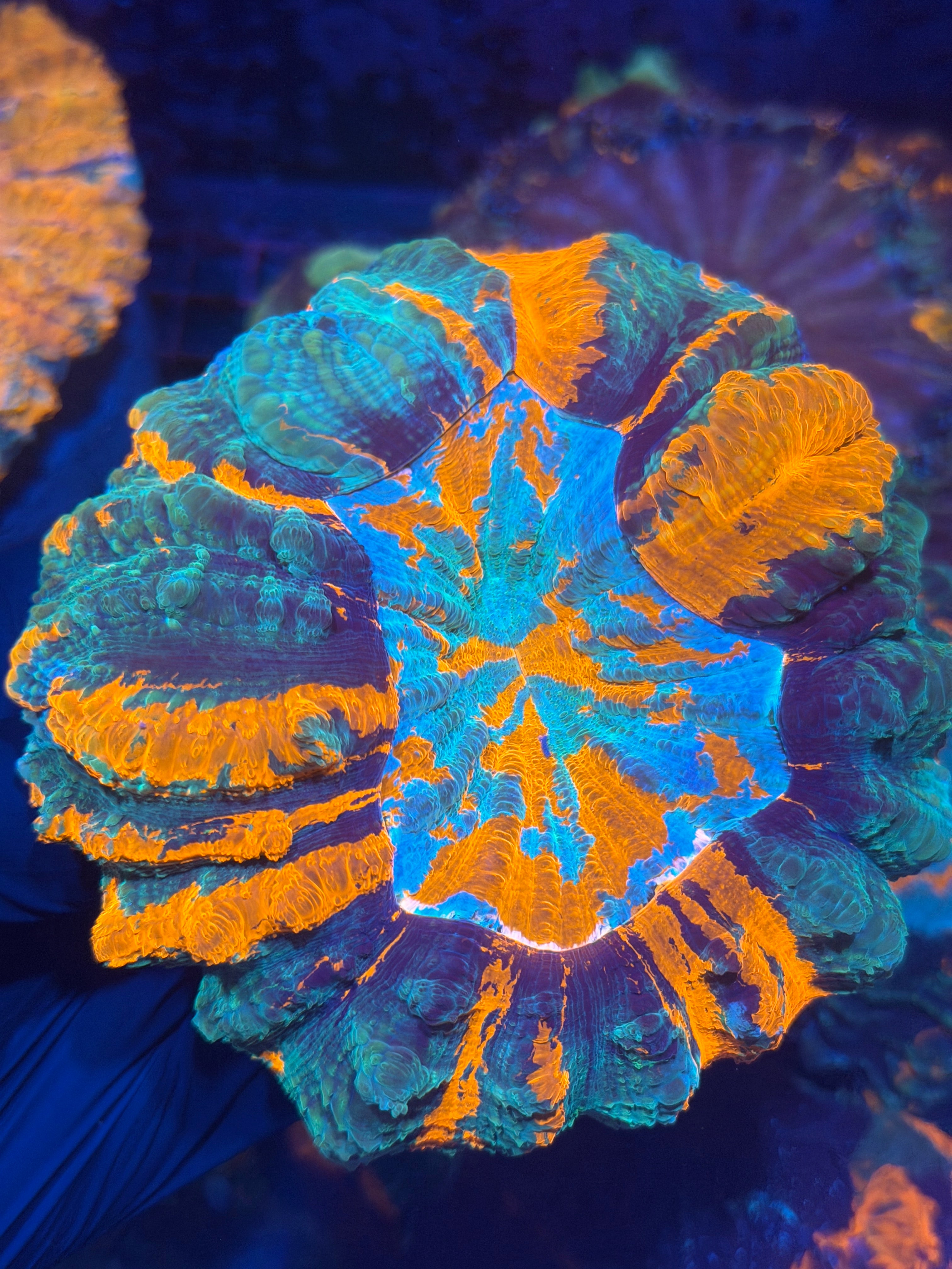 Bright Striped Acanthophyllia Meat Coral XL 12/1