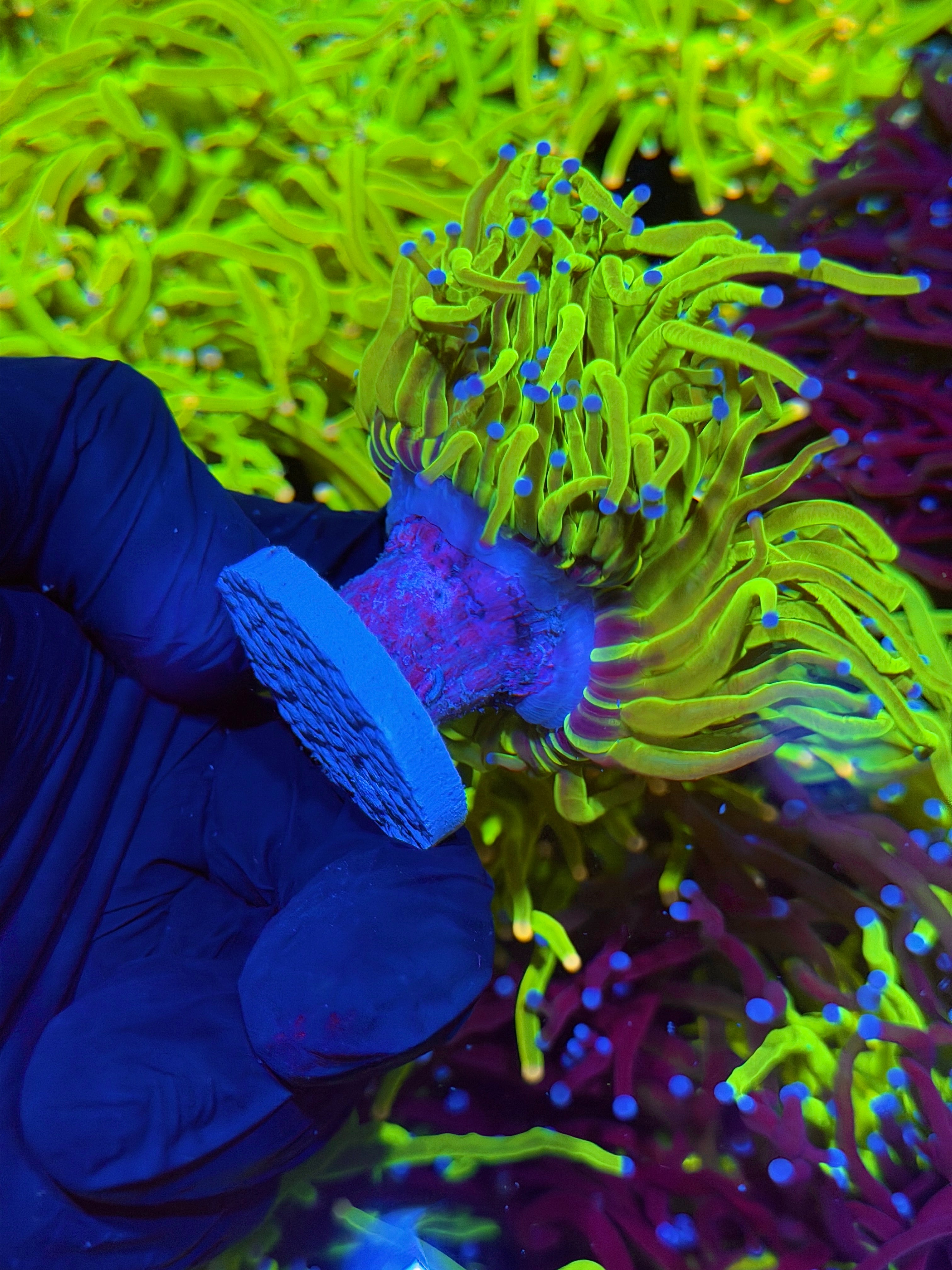 JEA 24K Holy Grail Torch Coral 3 Heads Splitting XXL