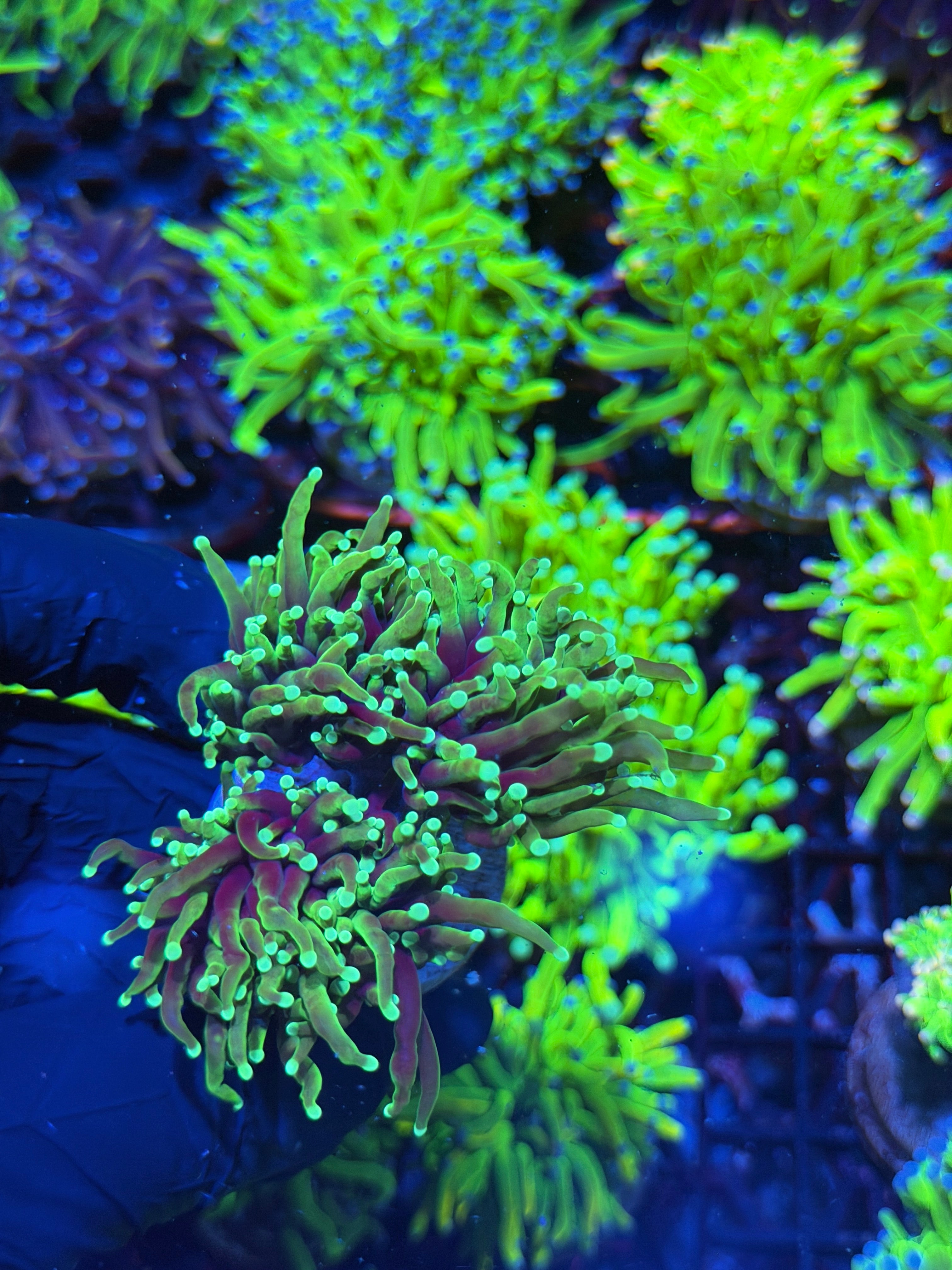 JEA Dragon Soul Torch Coral 3 Heads XL