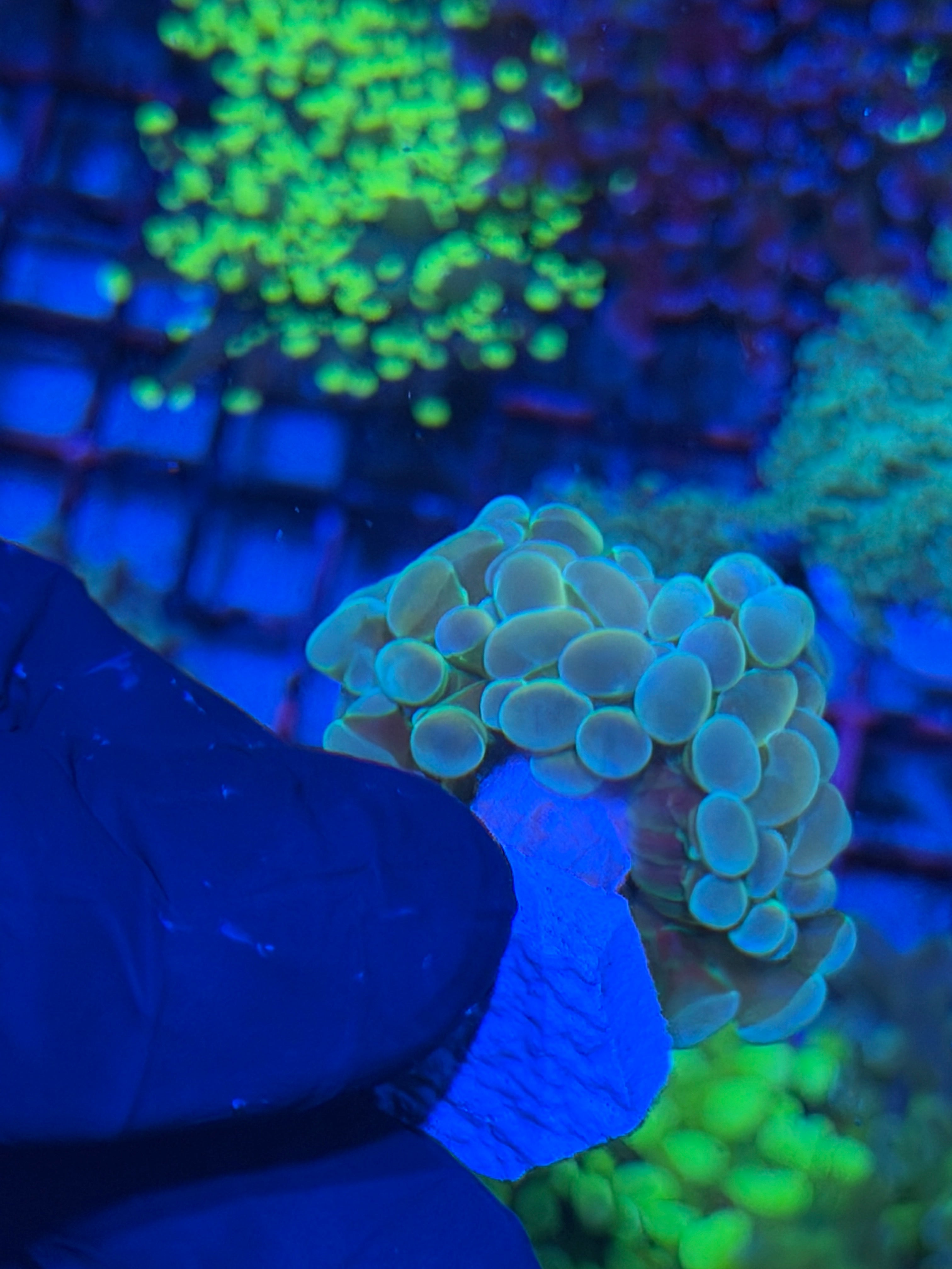 JEA Lightsaber Hammer Coral 7/21