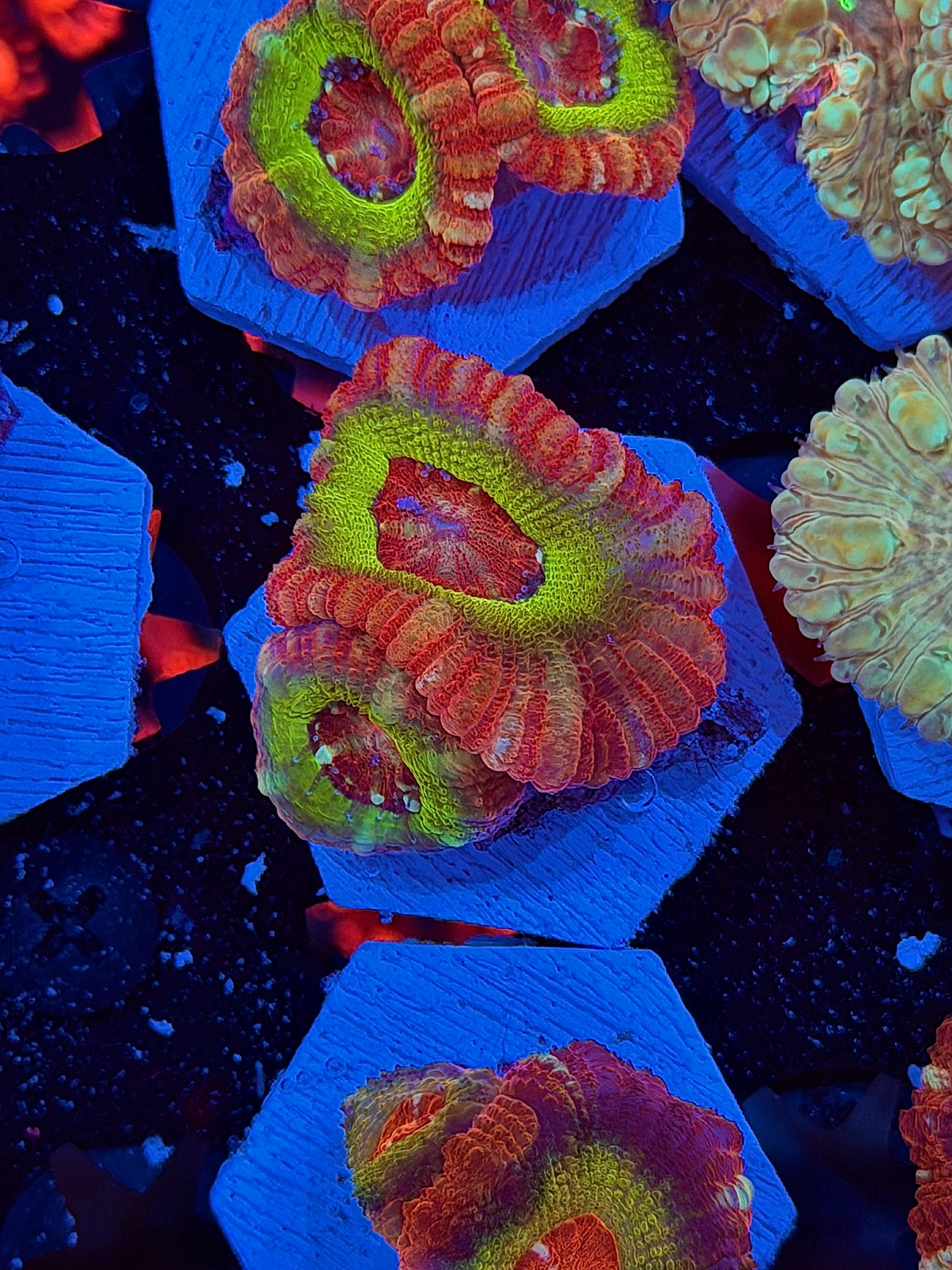 JEA Candyland Asian Acans 2 XL Heads *New Release*