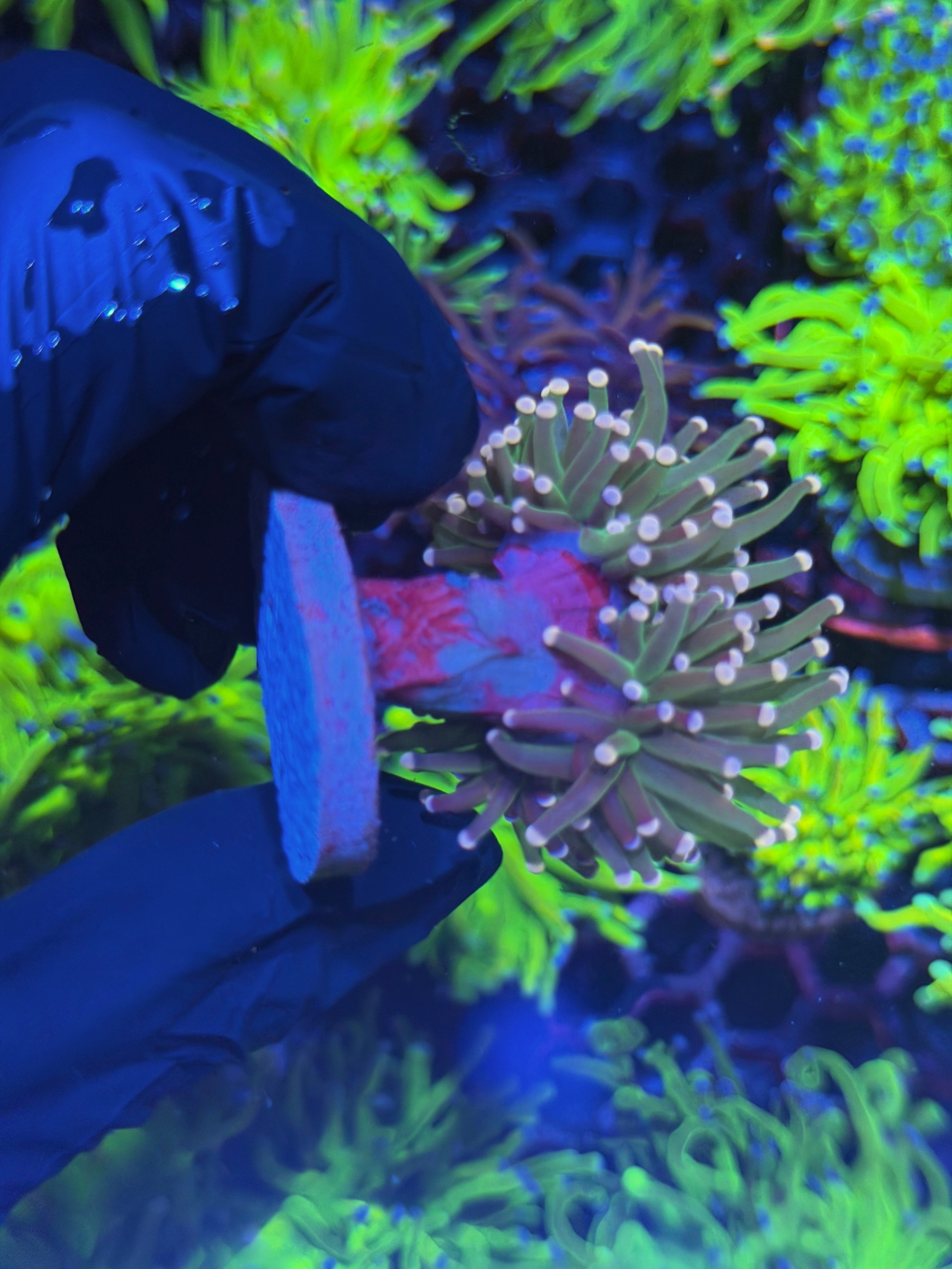 JEA Straberry Shortcake Torch Coral 2 Heads Splitting *New Release* 7/31