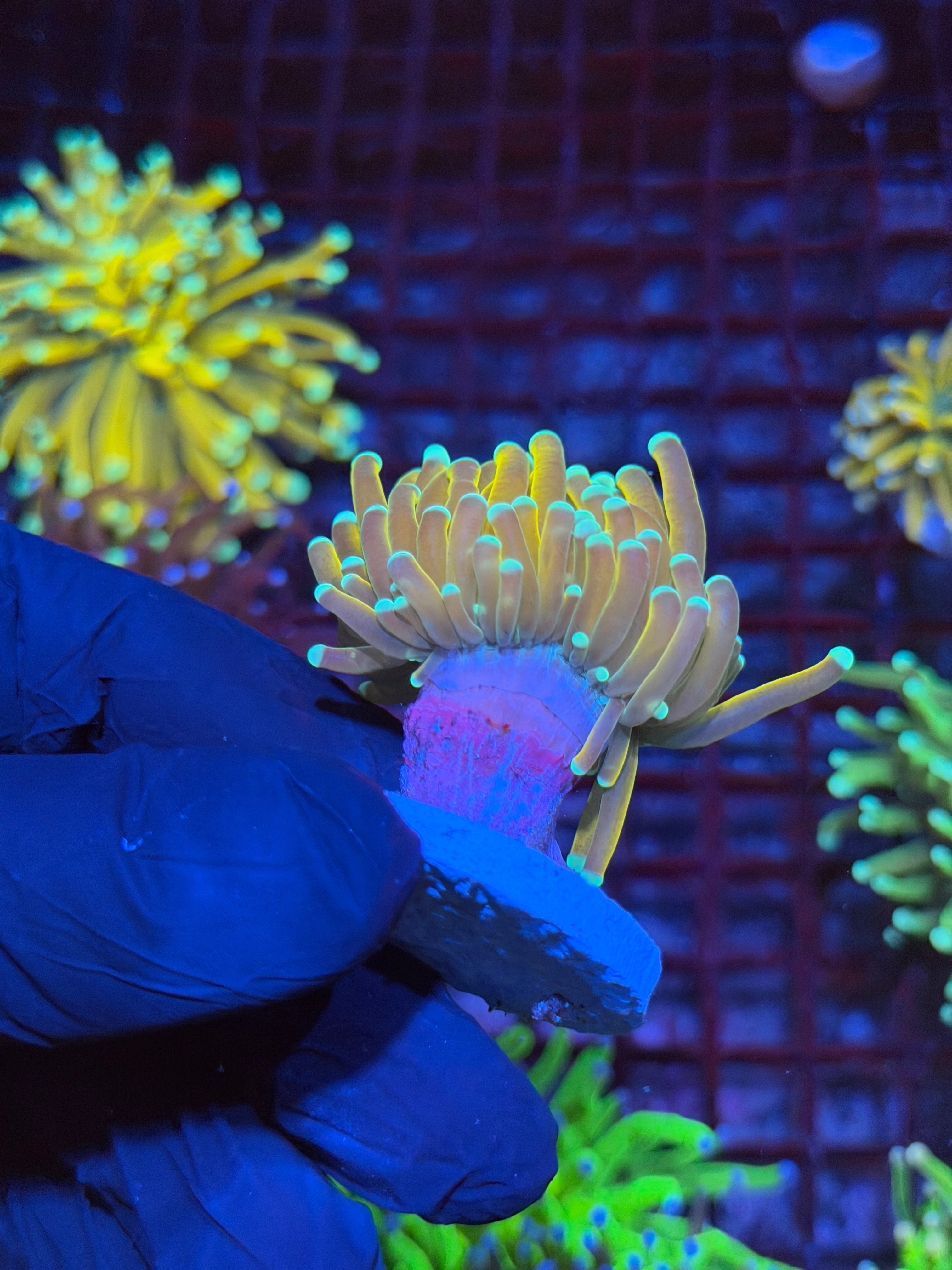 JEA Banana Torch Coral 1 XL Head Collector Piece 9/6
