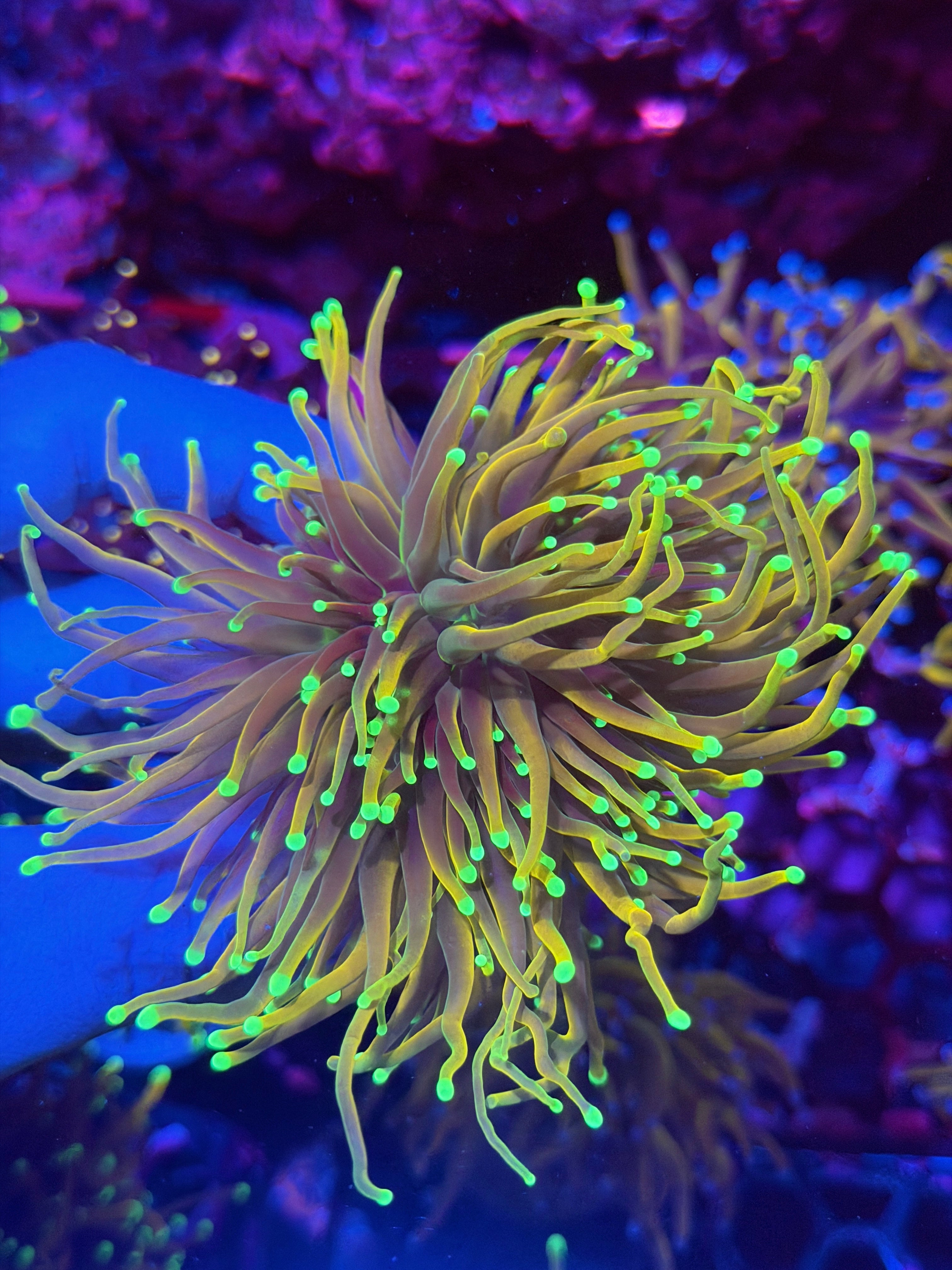 CC 21 Tails Torch Coral 3 Heads Splitting XL 12/1