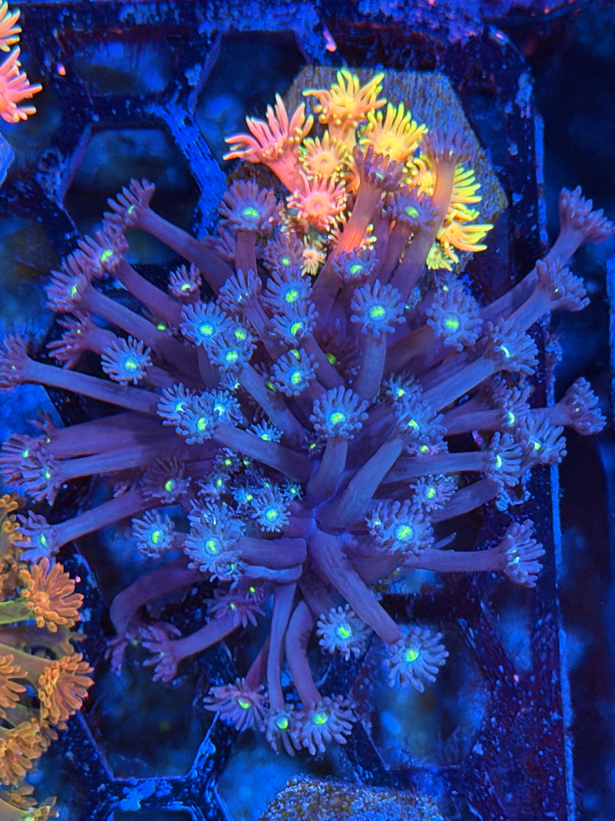 JEA Nightmare Goniopora Coral