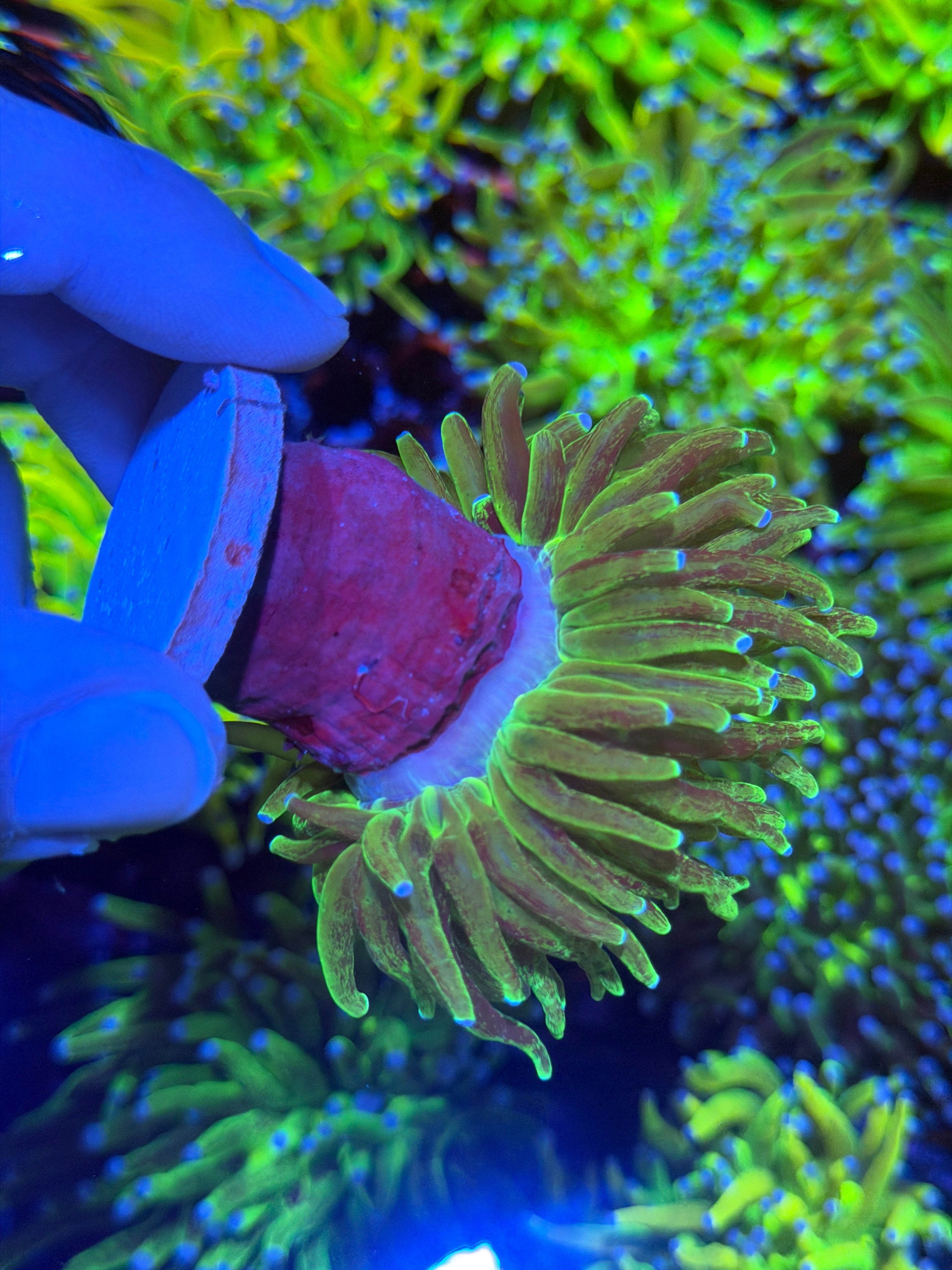 JEA Grafted Glitter Holy Grail Torch Coral 1 Heads Splitting XXL 12/1