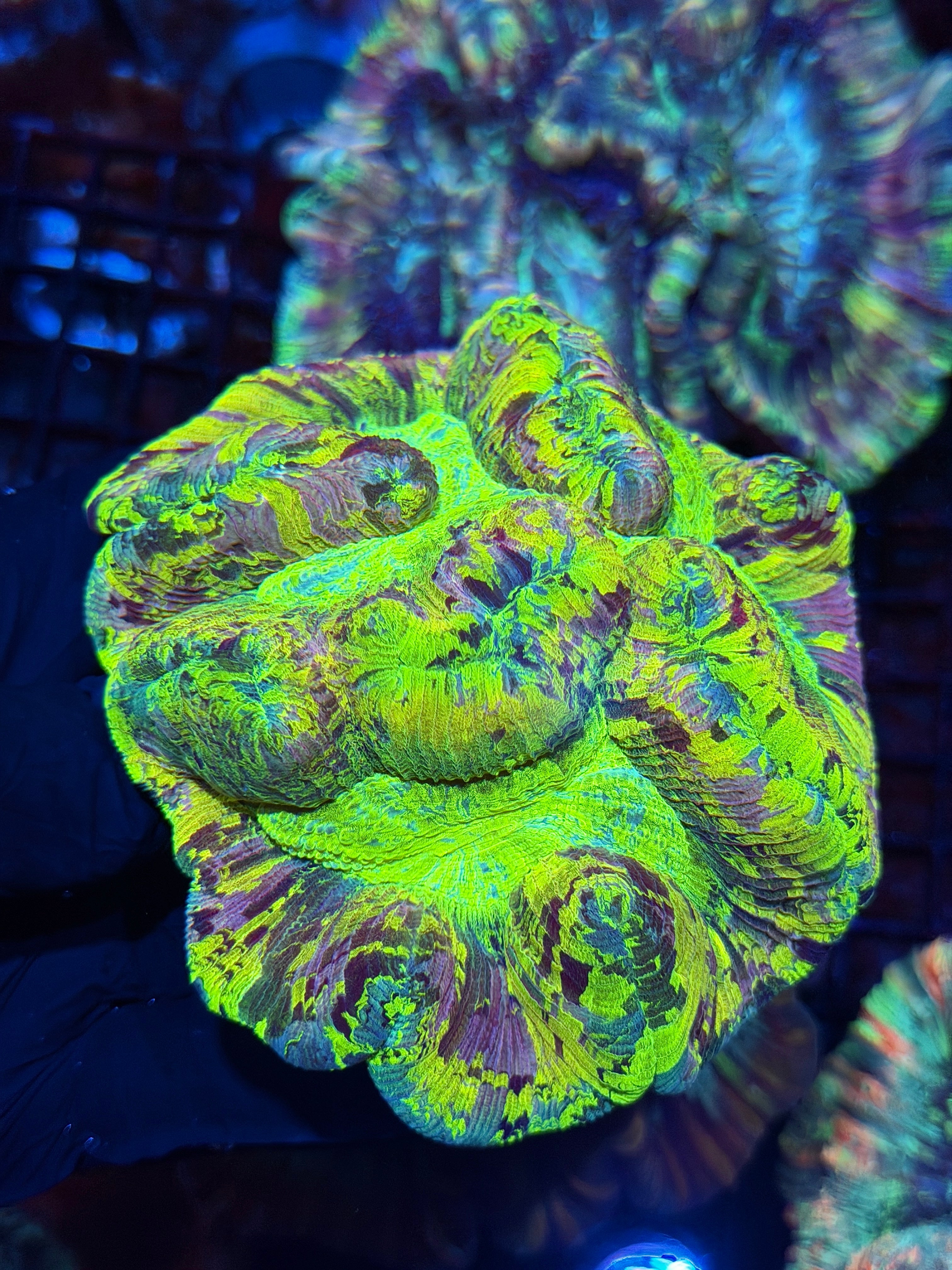 Insane Pink Multicolor Trachyphyllia Meat Coral XXXL Show Piece BRIGHT