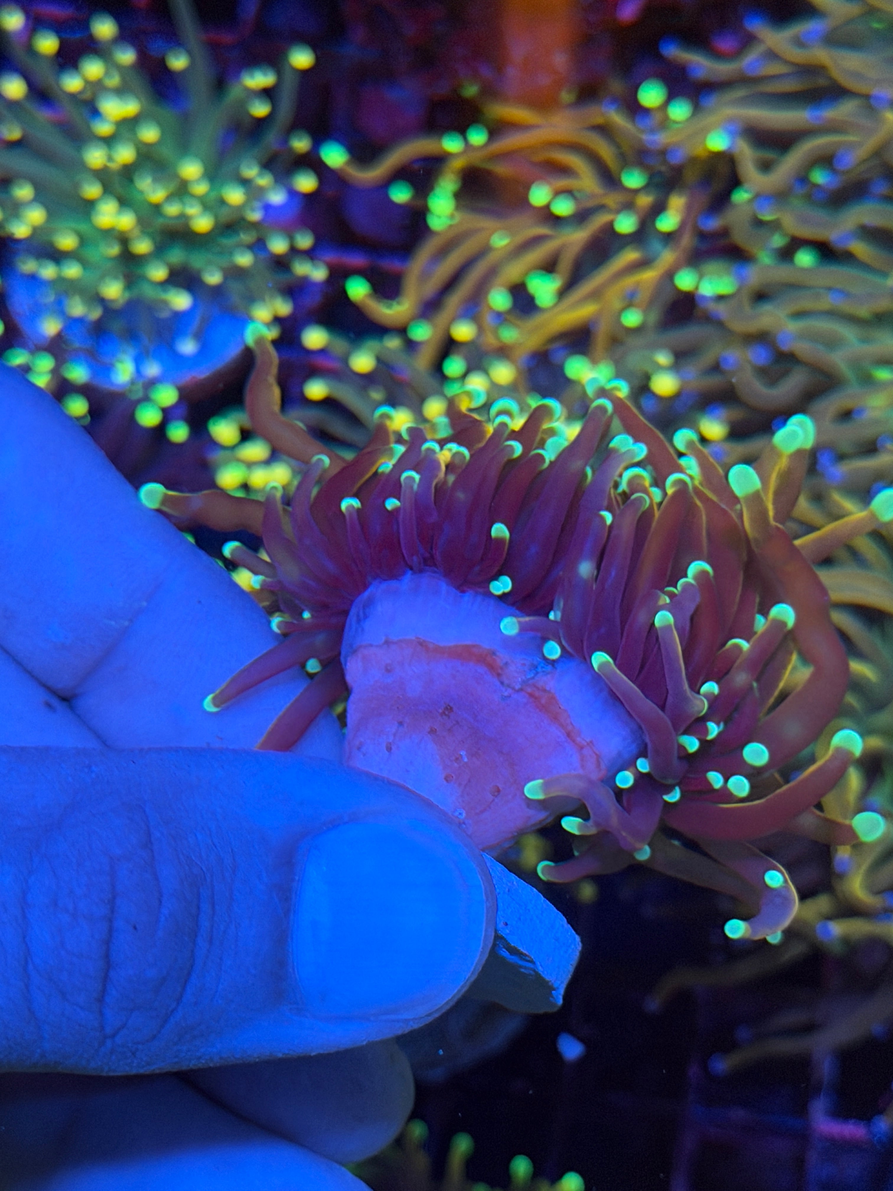 JEA OG Jester Torch Coral 2 Heads XL 6/3