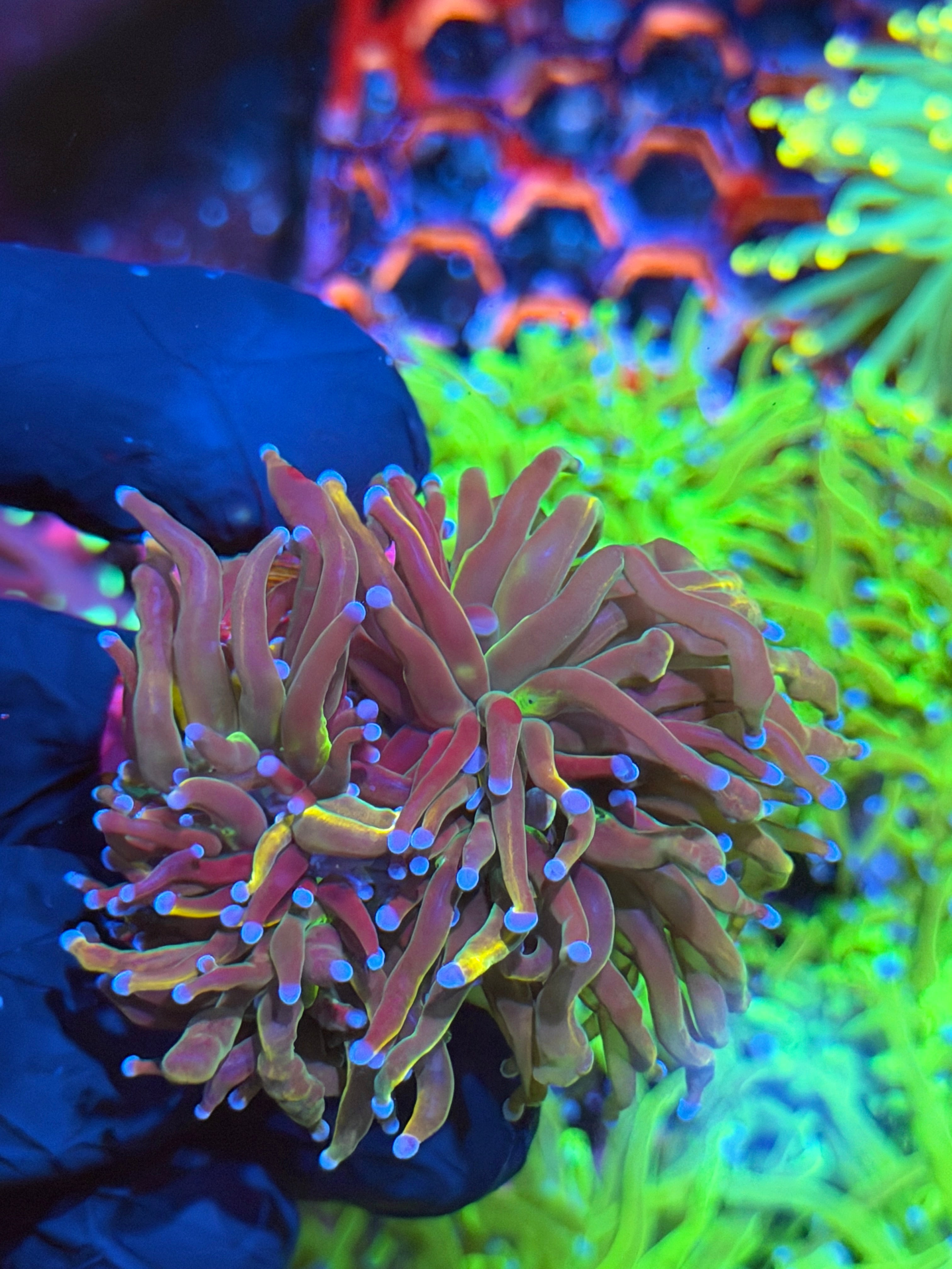JEA Dragon Tamer Torch Coral 3 Heads XL 9/6