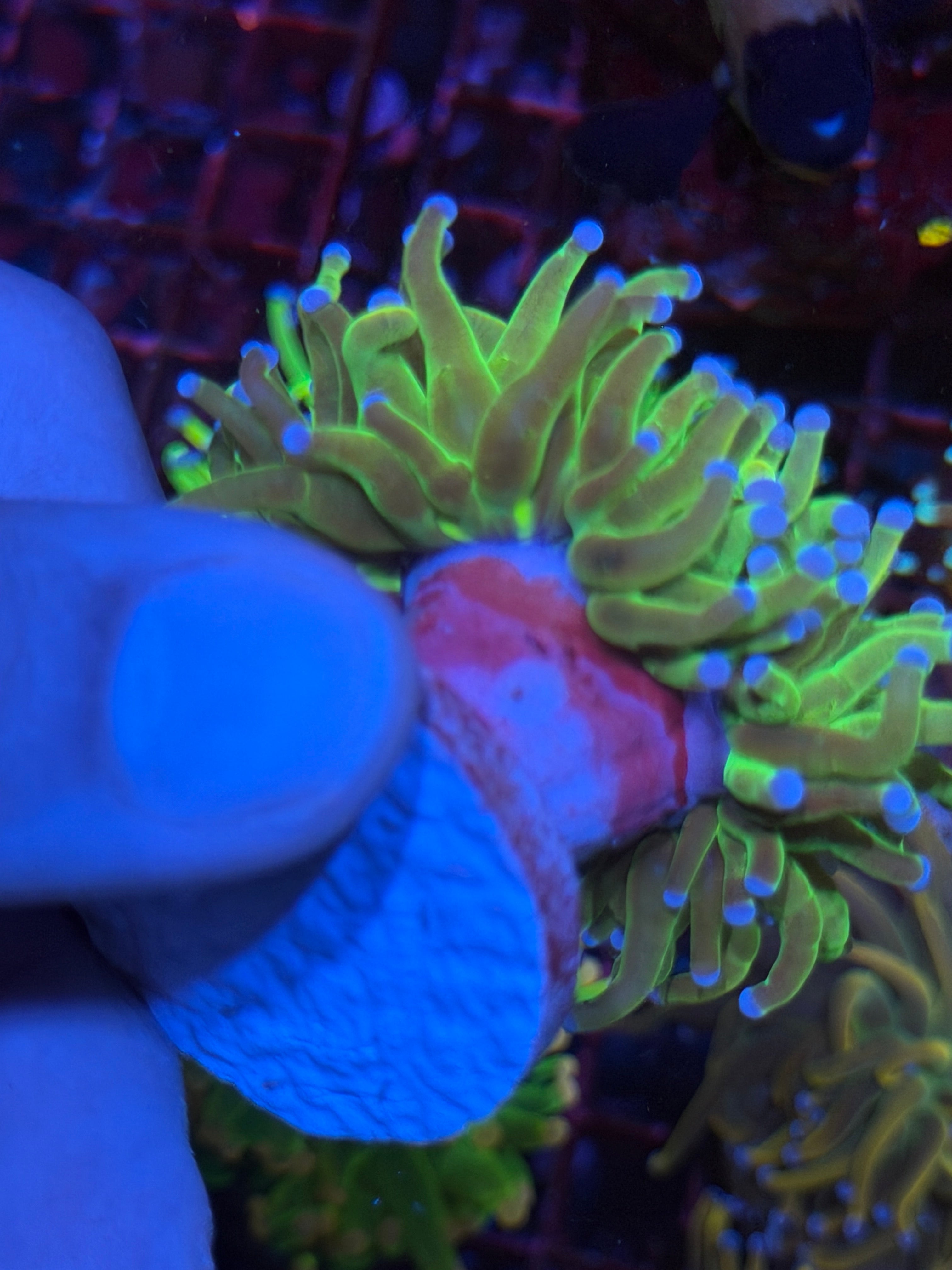 JEA Holy Grail Torch Coral 1 Heads Splitting BRIGHT 6/3
