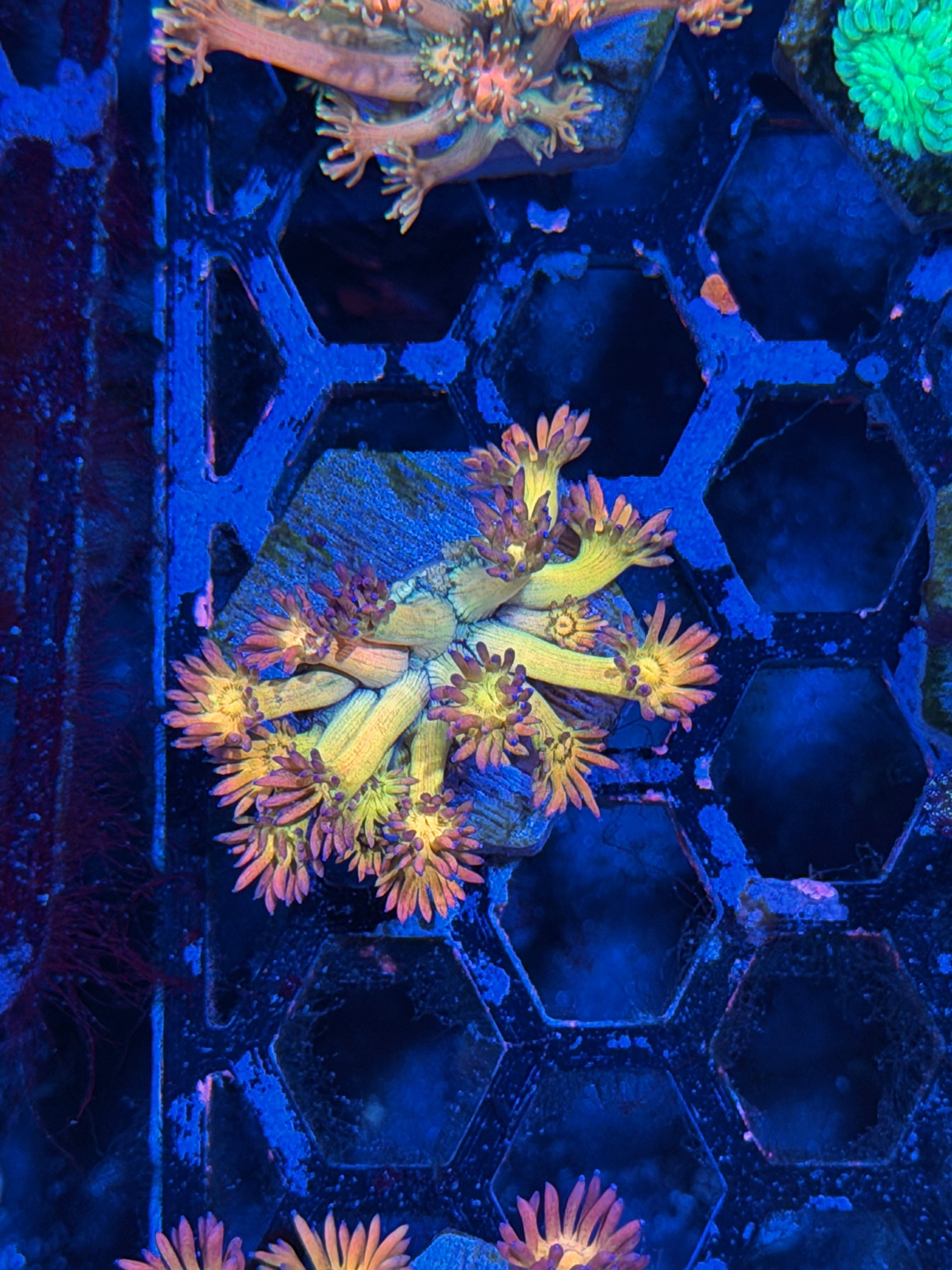 JEA Phantom Force Goniopora Coral *New Release*