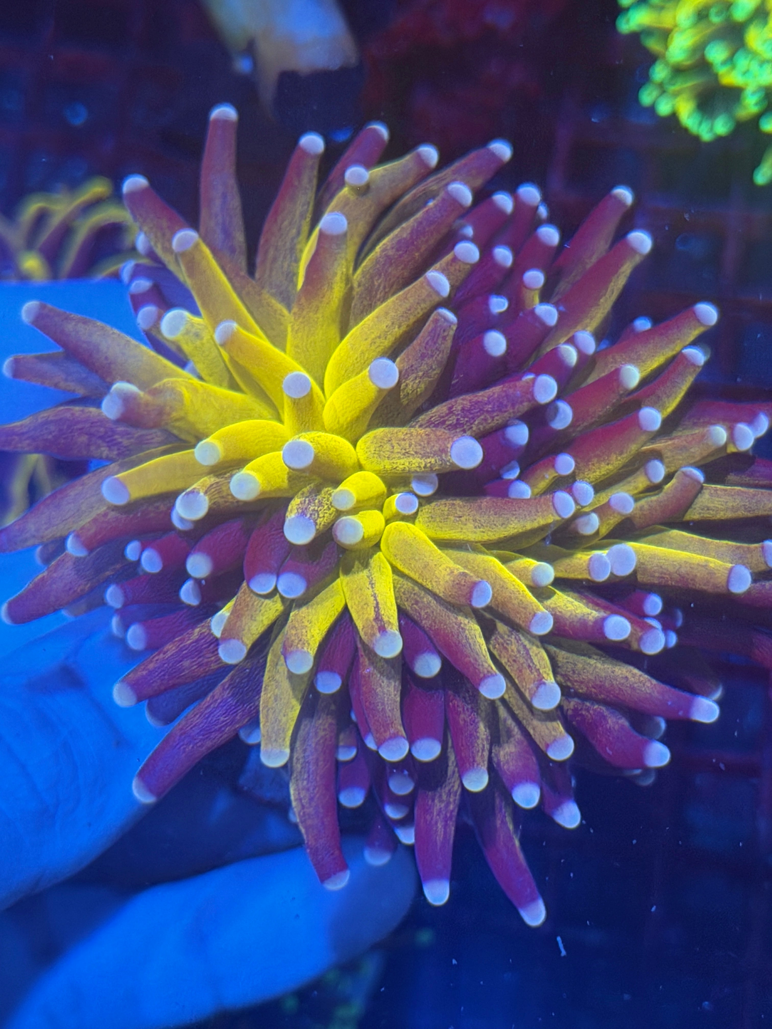 JEA Pink Tip Orange Tiger Torch Coral XXL 11/3-