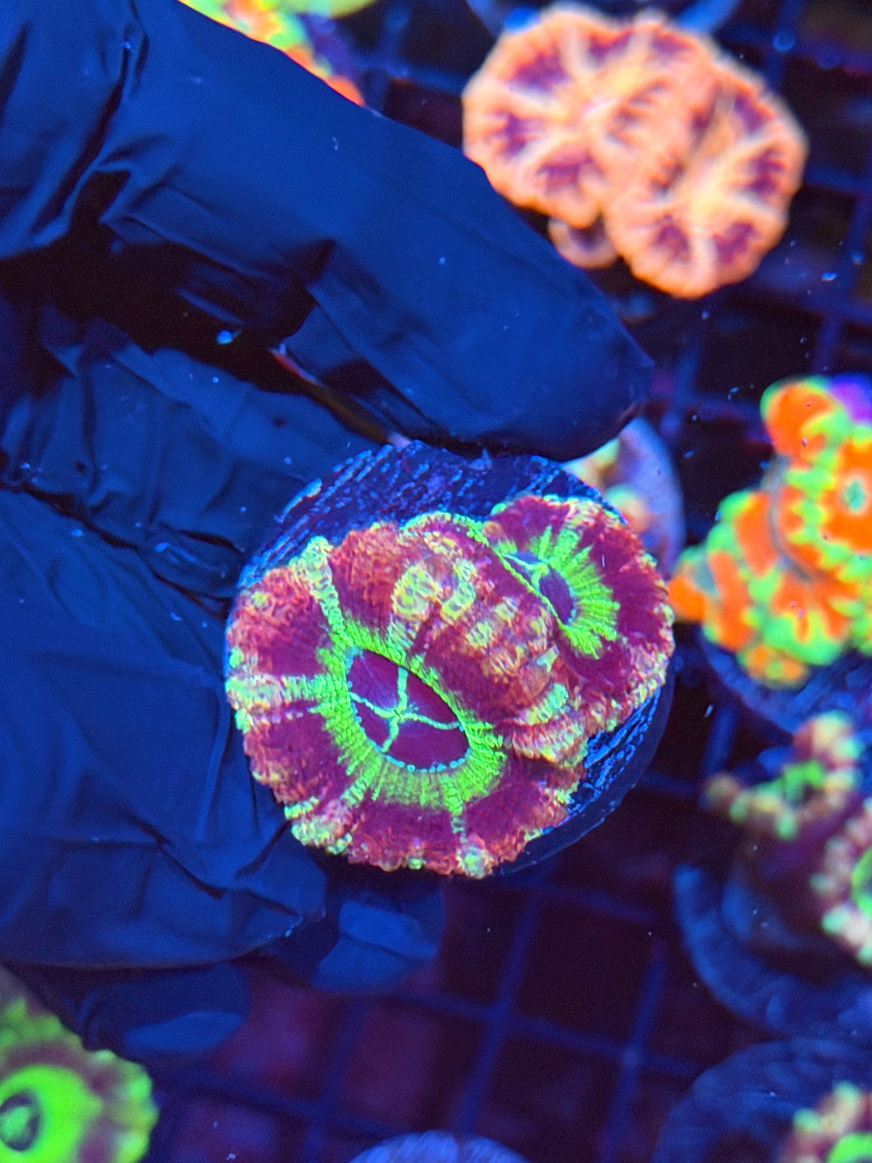 JEA Area 51 Asian Acans 2 XL Heads 2/24