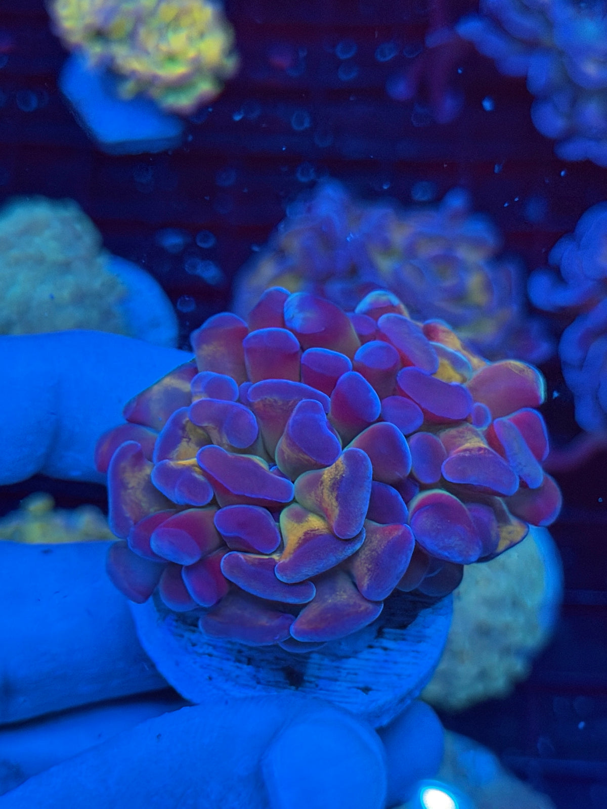 JEA Goldmember Hammer Coral 2 Heads XXL 9/22