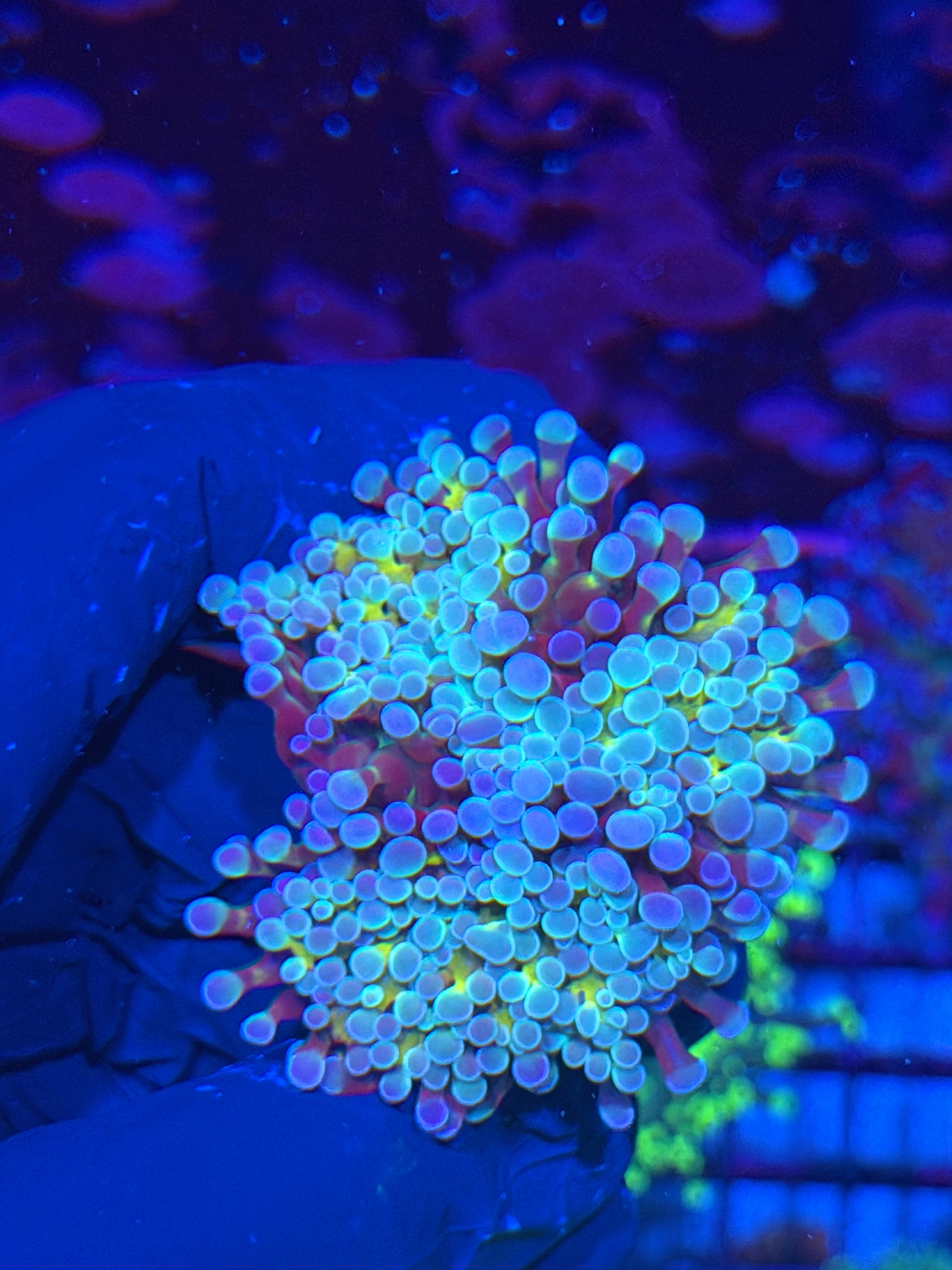 JEA Rainbow Blaster Hammer Coral 2 Heads Splitting XL 7/22