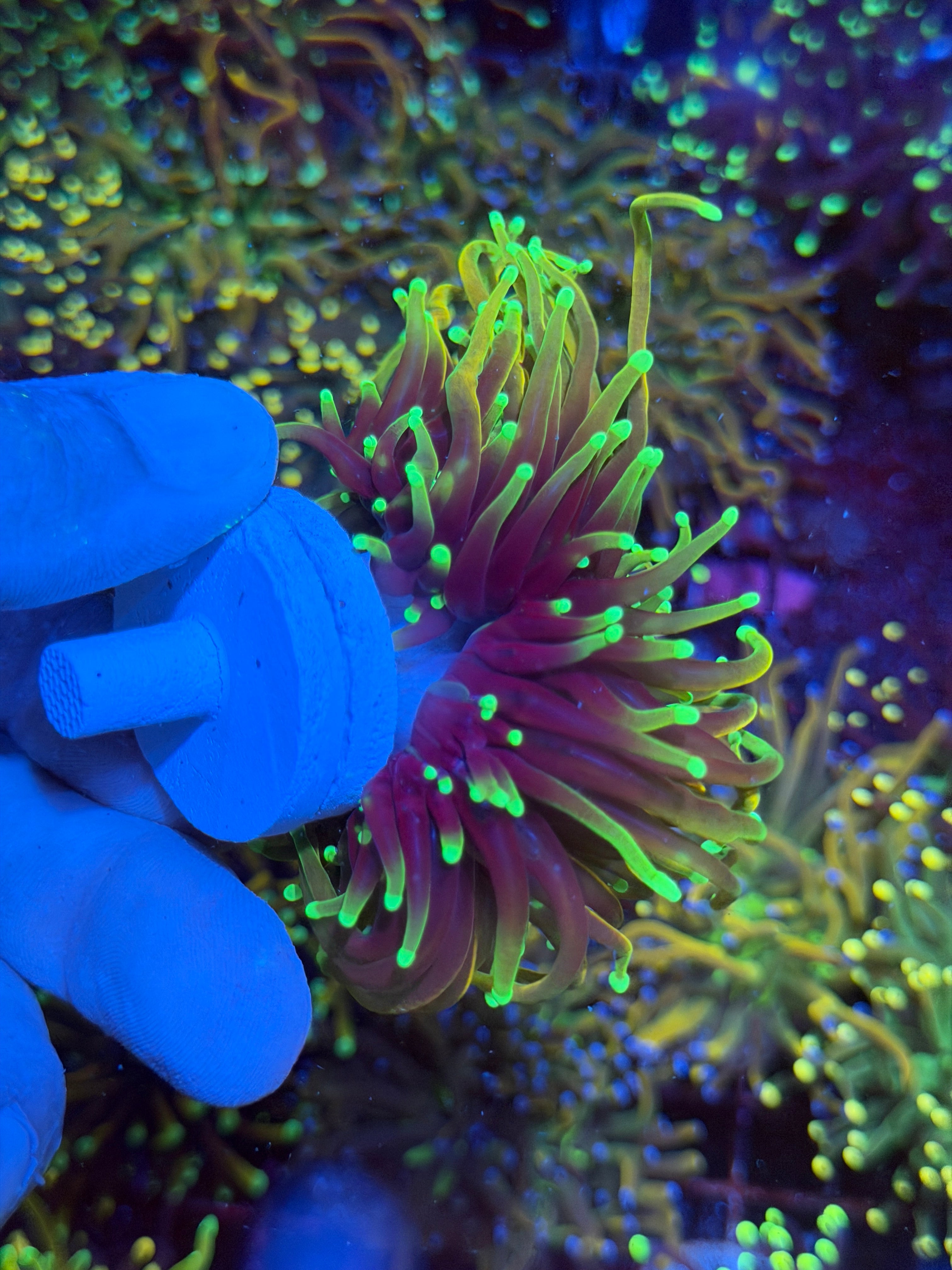 JEA Dragon Fire Torch Coral Mini Colony XXXL #2 6/3