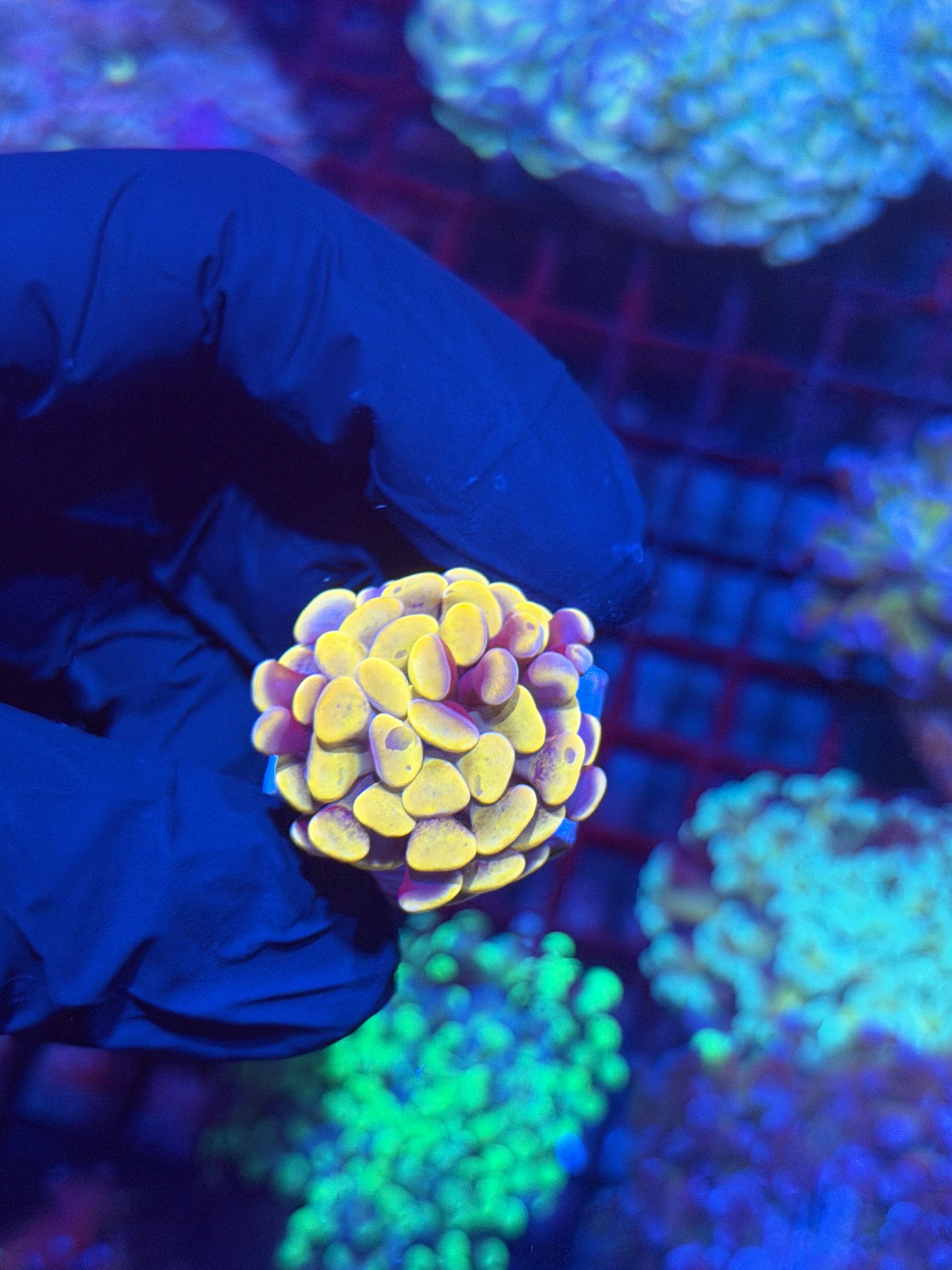 JEA Orange Holo Hammer Coral