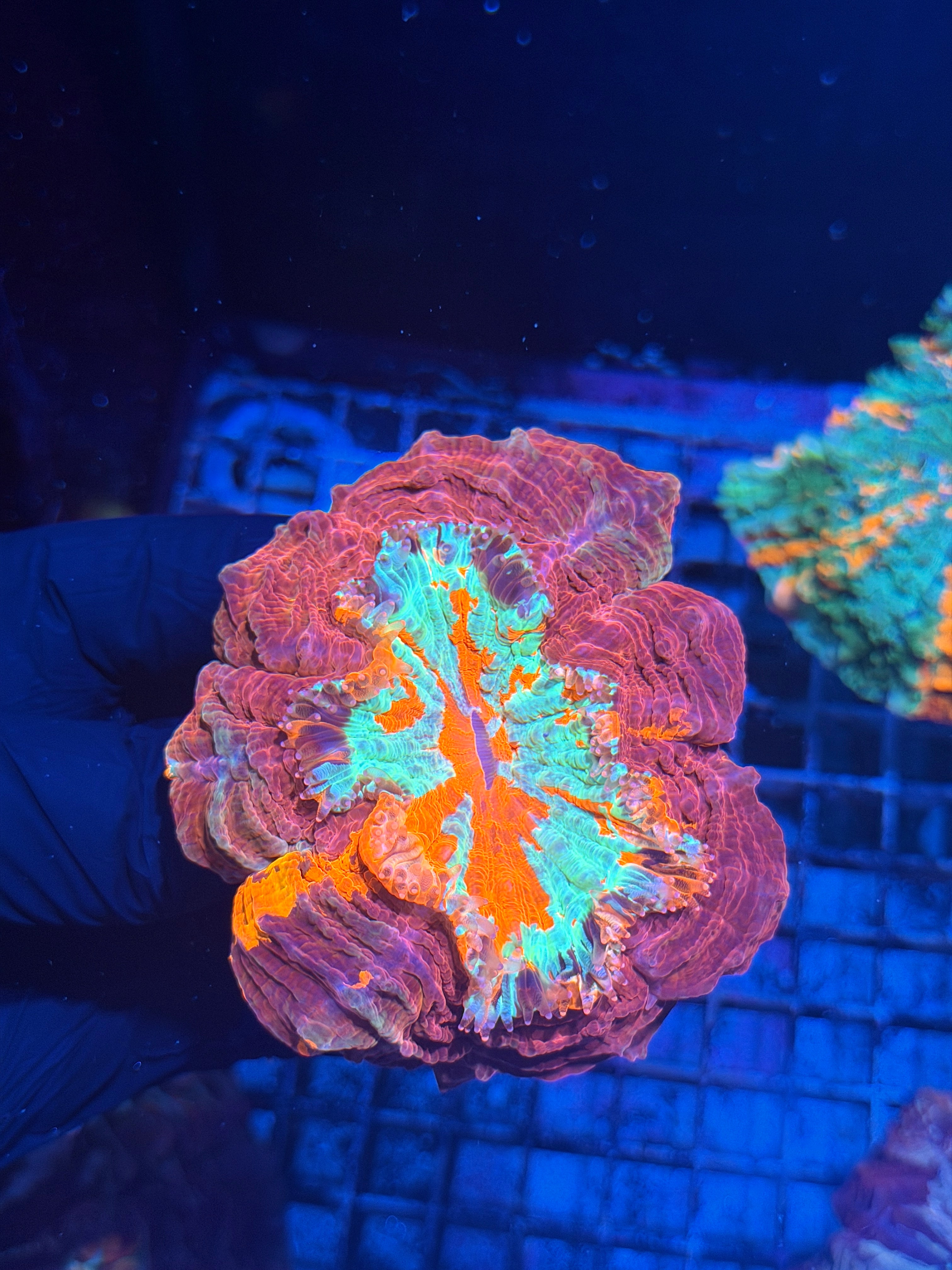 Unique Striped Acanthophyllia Meat Coral XL