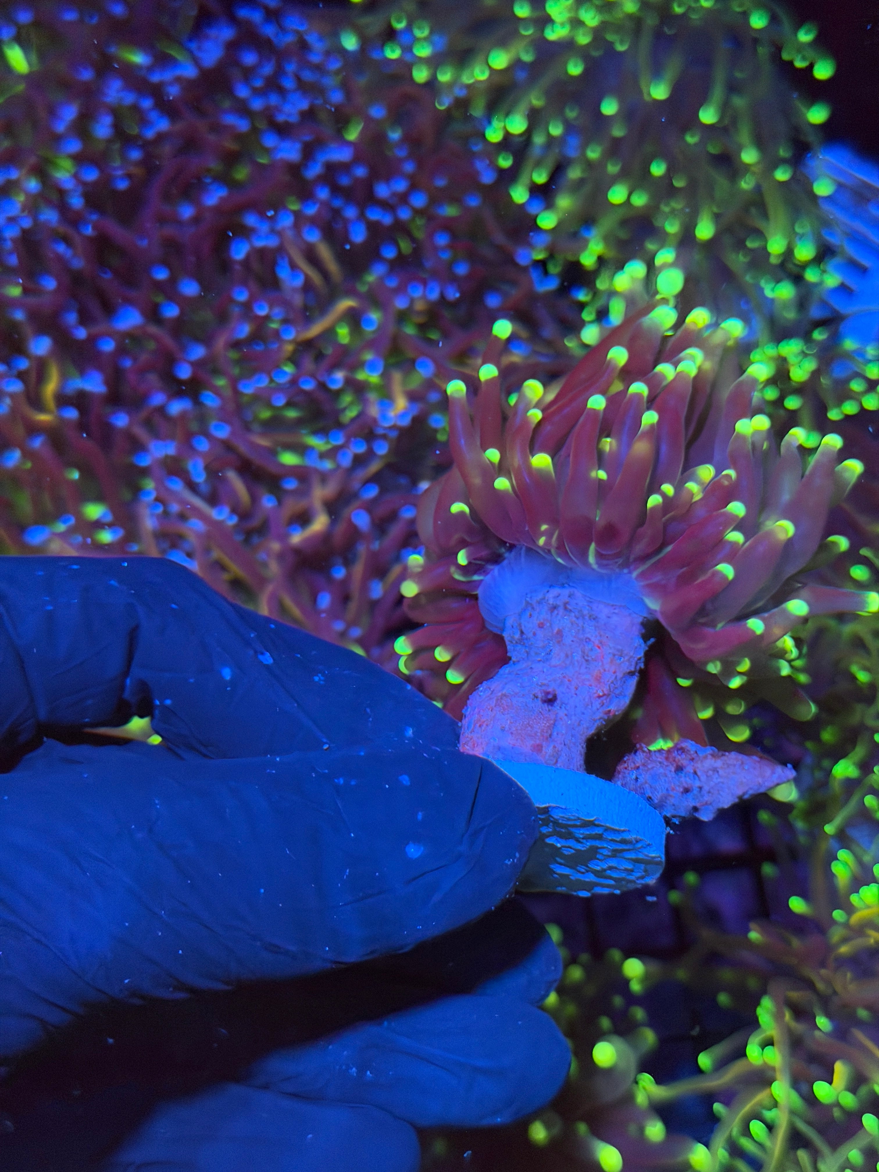 JEA Grim Reaper Torch Coral 2 XL Heads