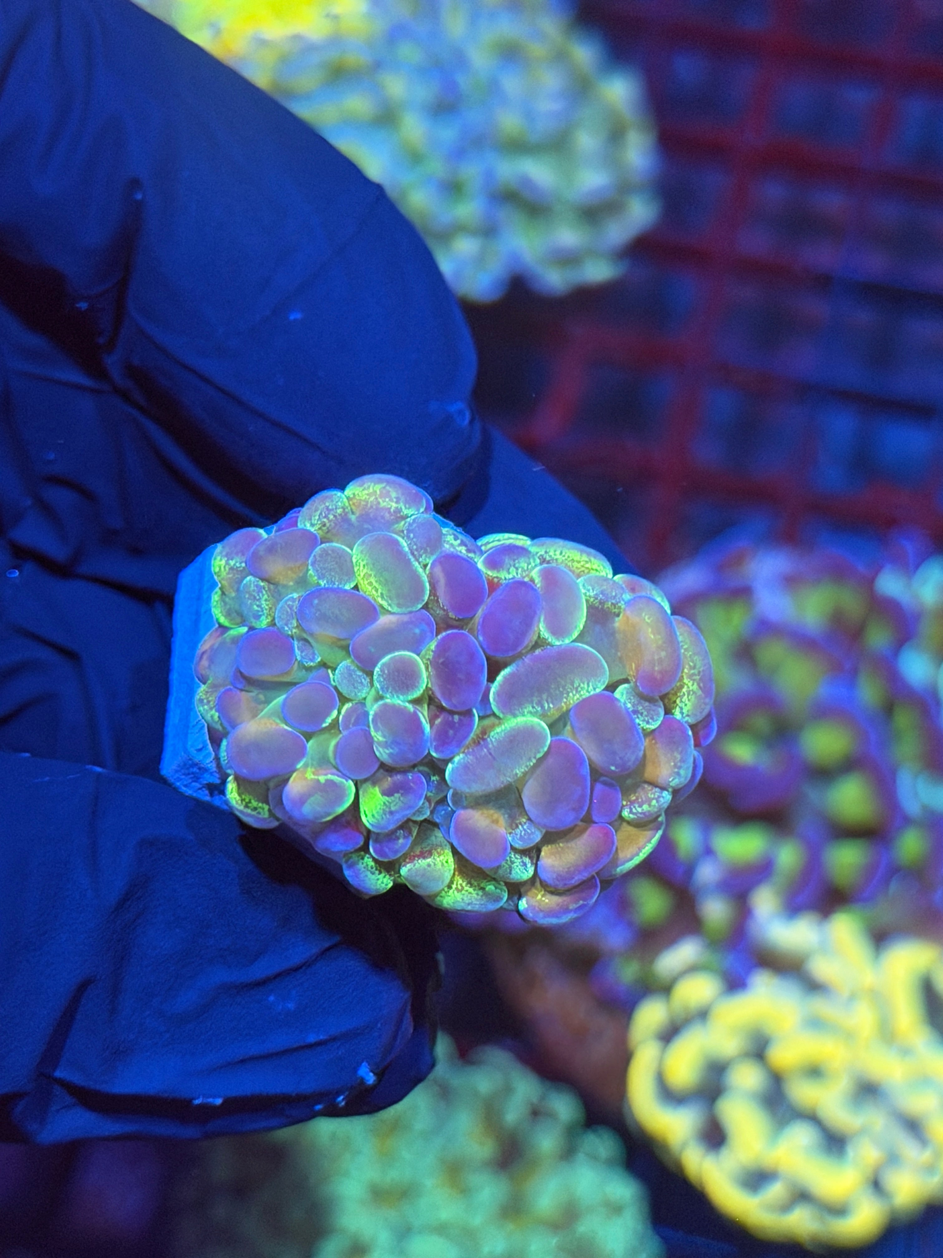 JEA Hologram Splatter Hammer Coral 2 Heads Splitting XL 11/3