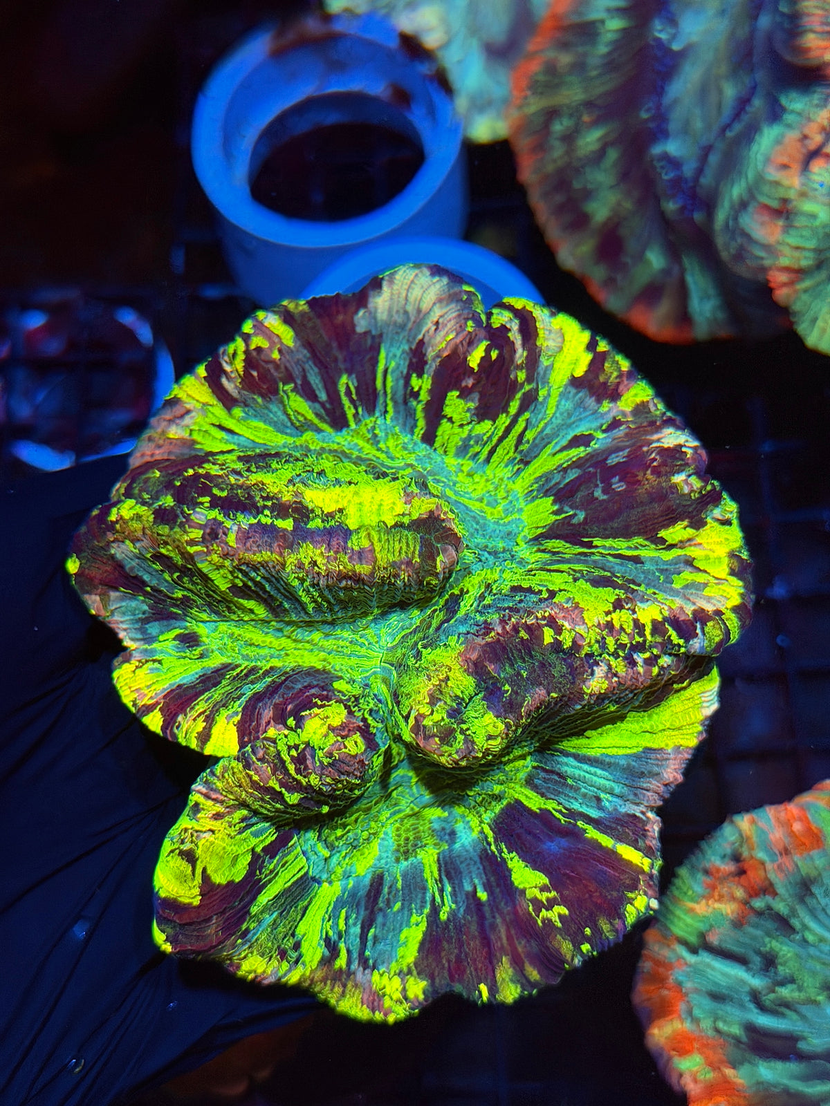 Rainbow Splatter Trachyphyllia Meat Coral Show Piece BRIGHT 9/22