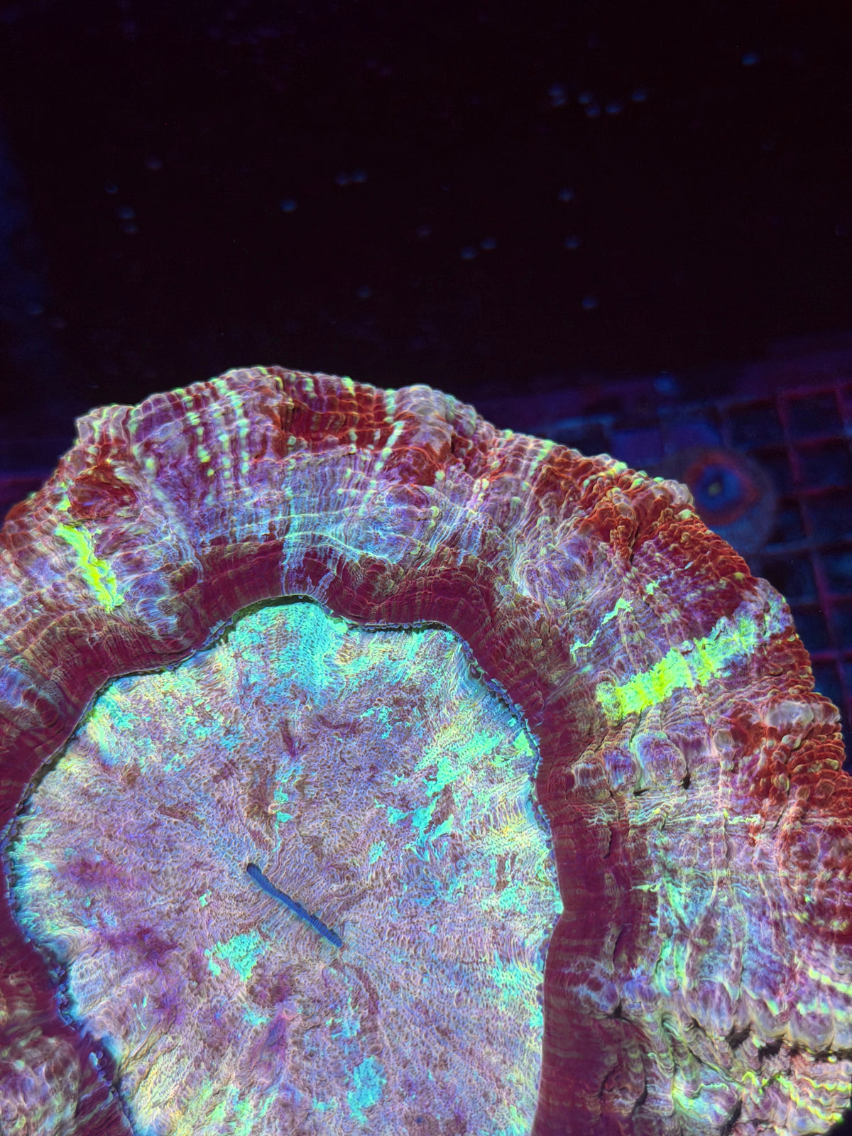 Insane Rainbow Acanthophyllia Meat Coral XL Collectors Piece 9/28
