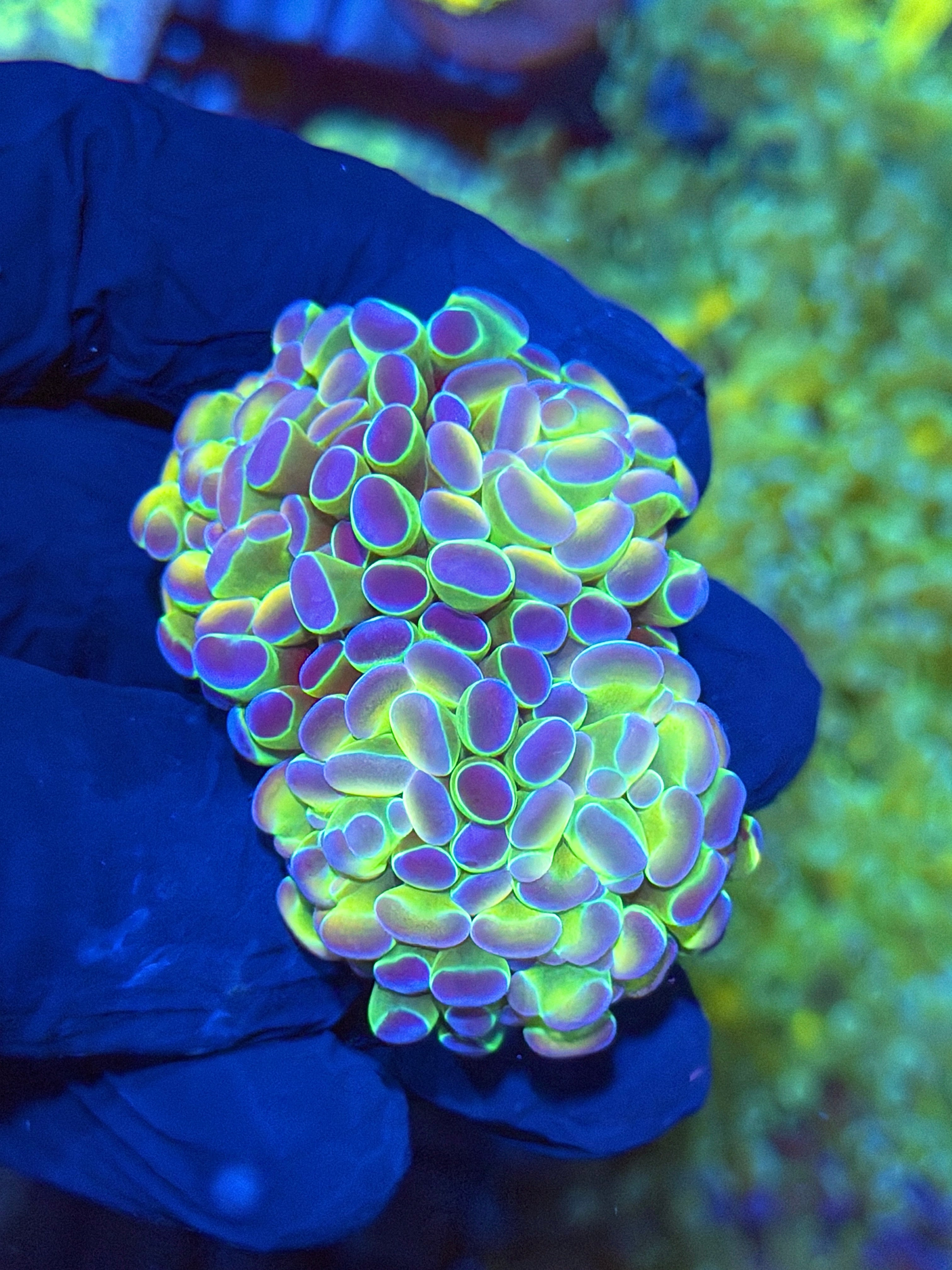 JEA Rainbow Hologram Hammer 2 Heads Splitting to 4 XL 11/28