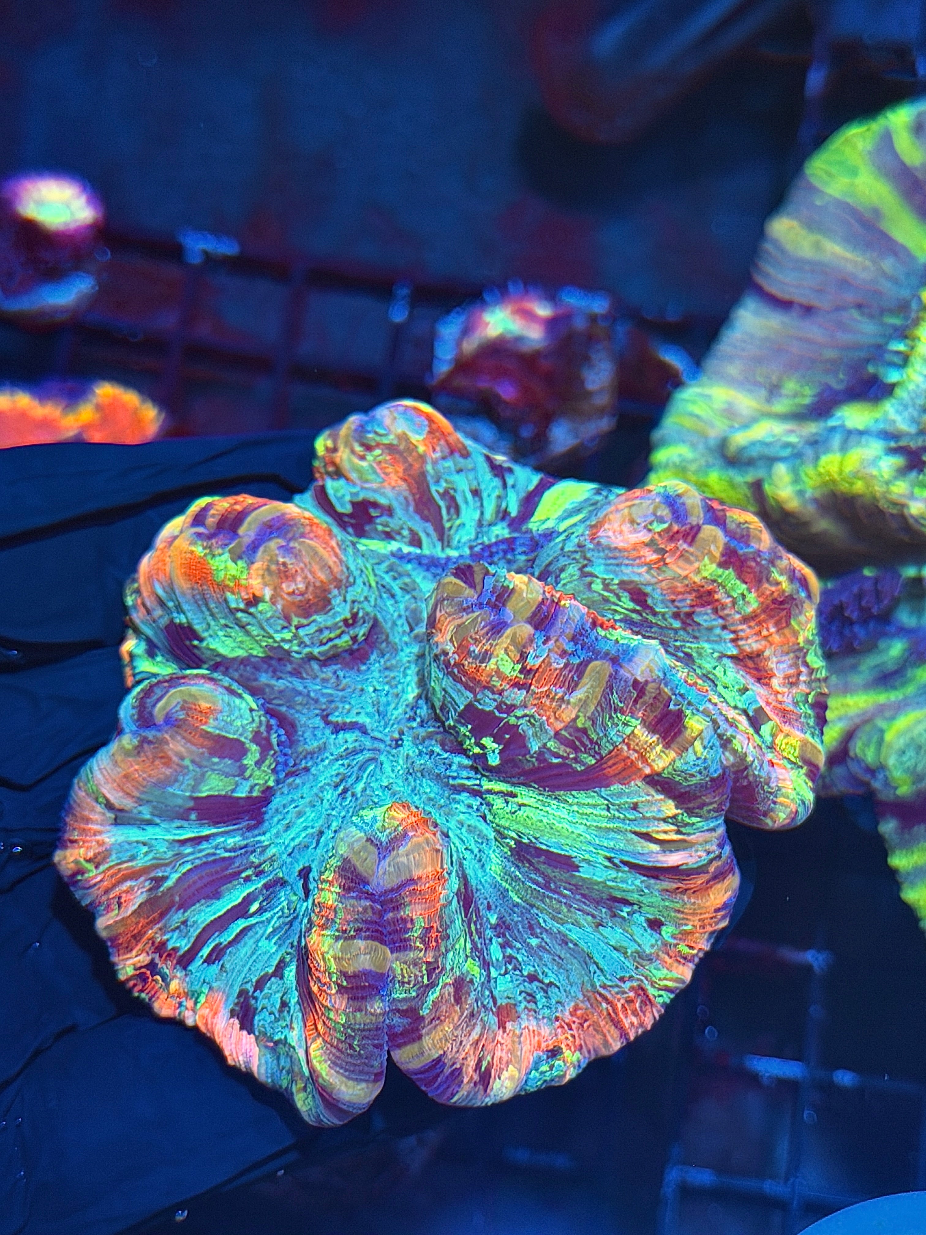 Insane Rainbow Trachyphyllia Meat Coral 7+ Colors Show Piece