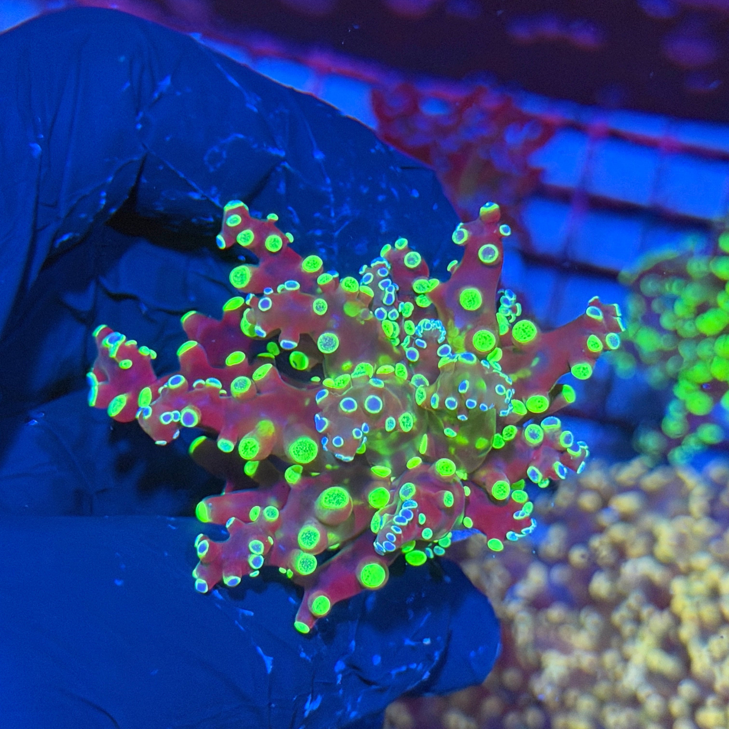 JEA Toxic Yellow Frogspawn 1 XXL Head 6/3