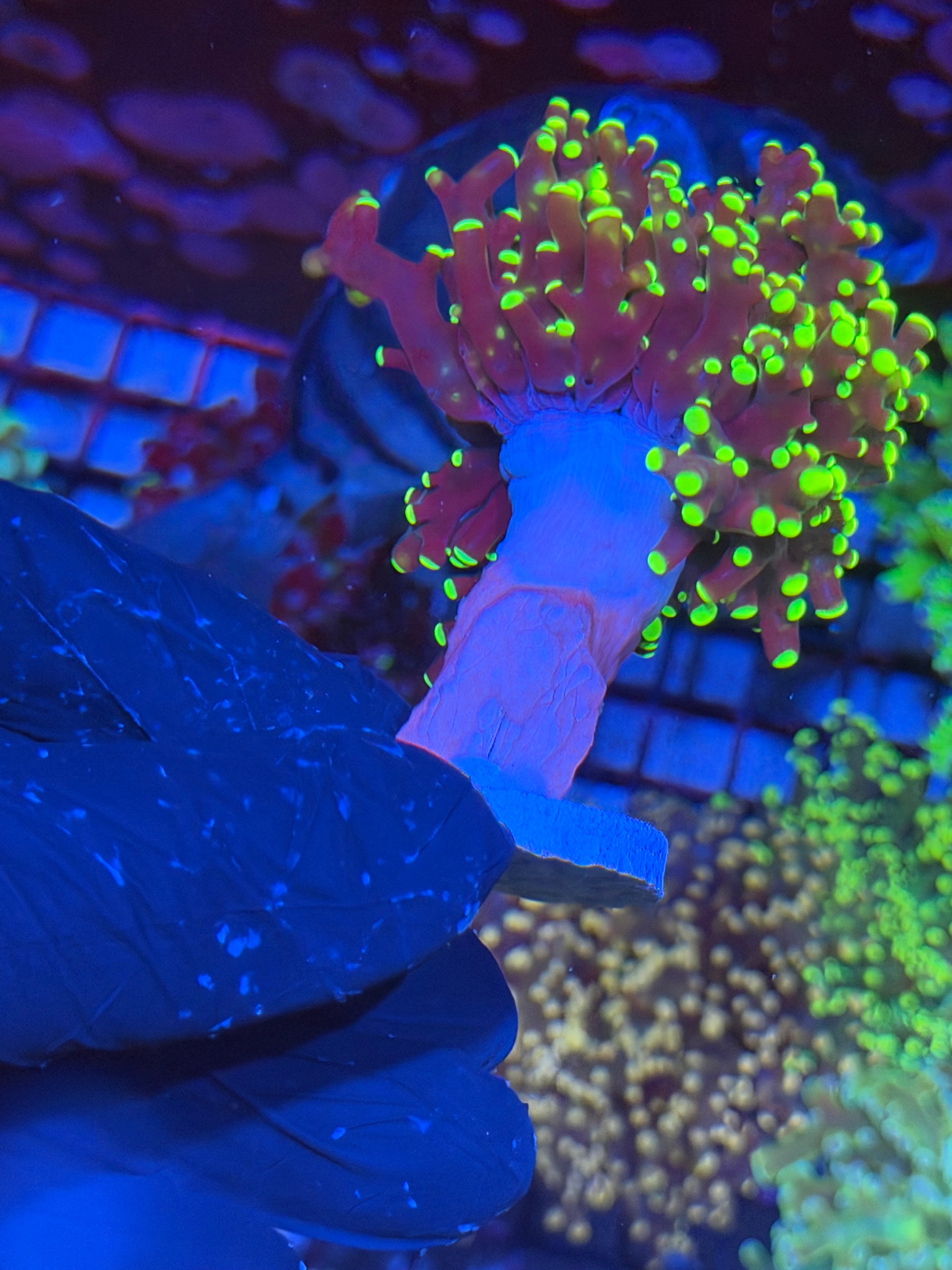 JEA Toxic Yellow Frogspawn 1 XXL Head 6/4