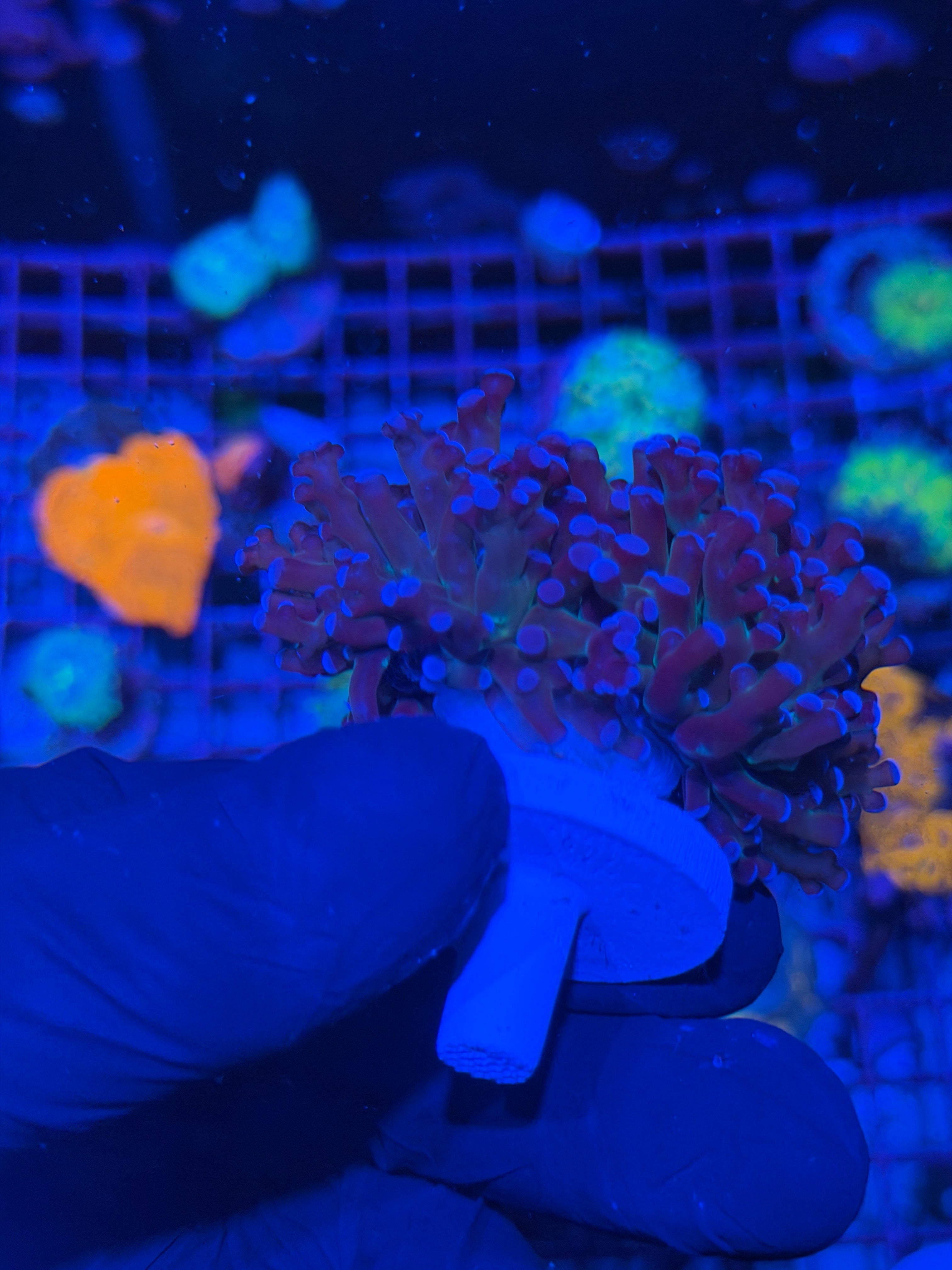 JEA Grafted Mardi Gras Frogspawn Coral 1 XXL Head Splitting to 2 7/10