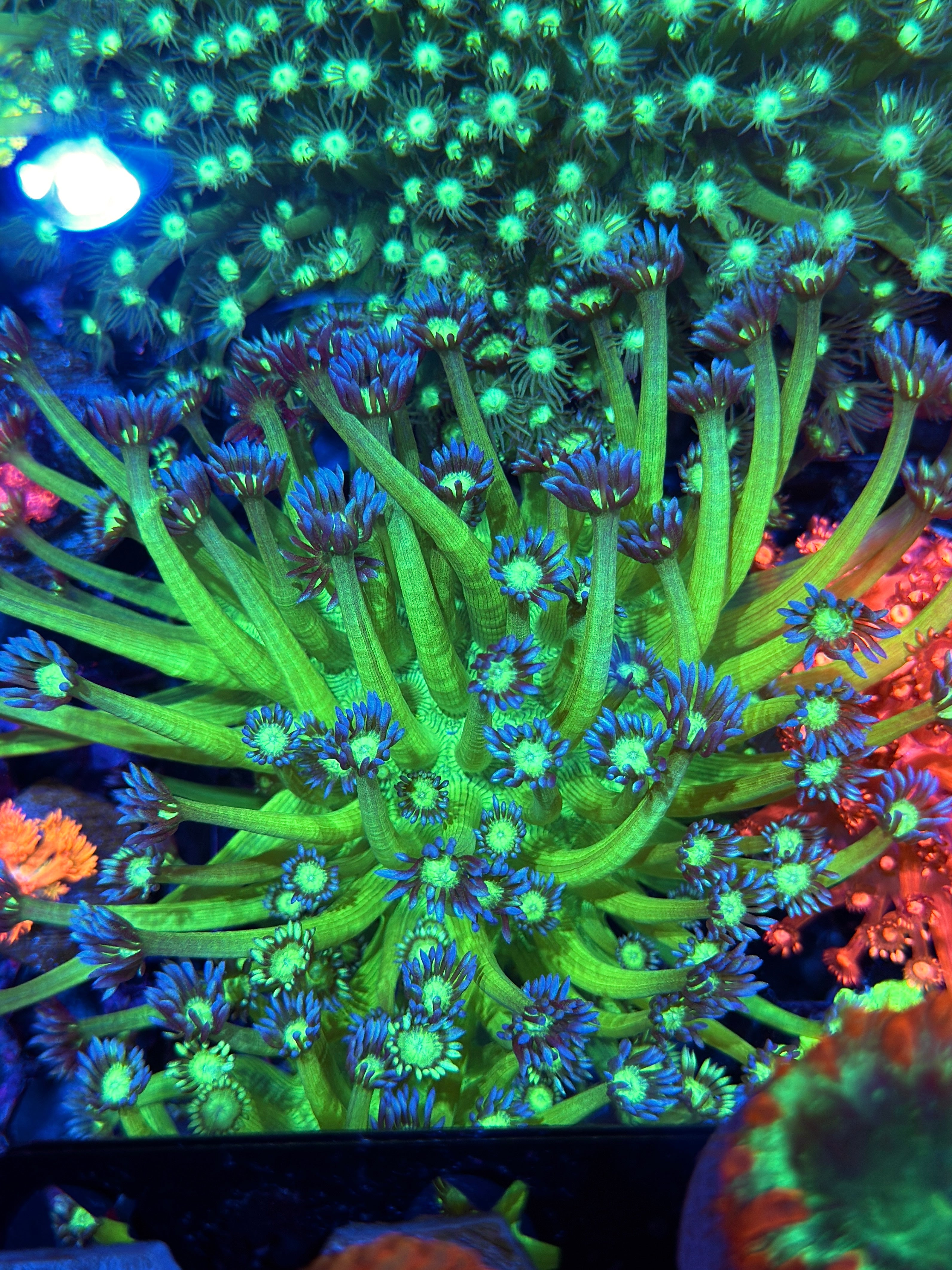 JEA GloStick Goniopora Coral Colony XXXL