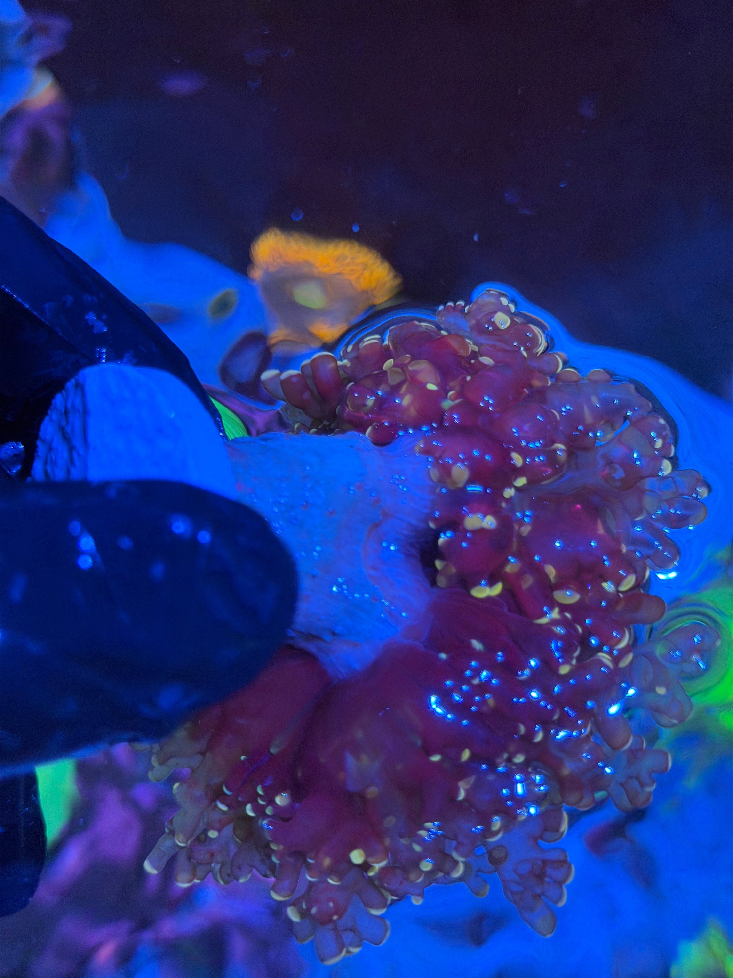 JEA Princess Peach Frogspawn Coral 2 Heads XXL 7/10
