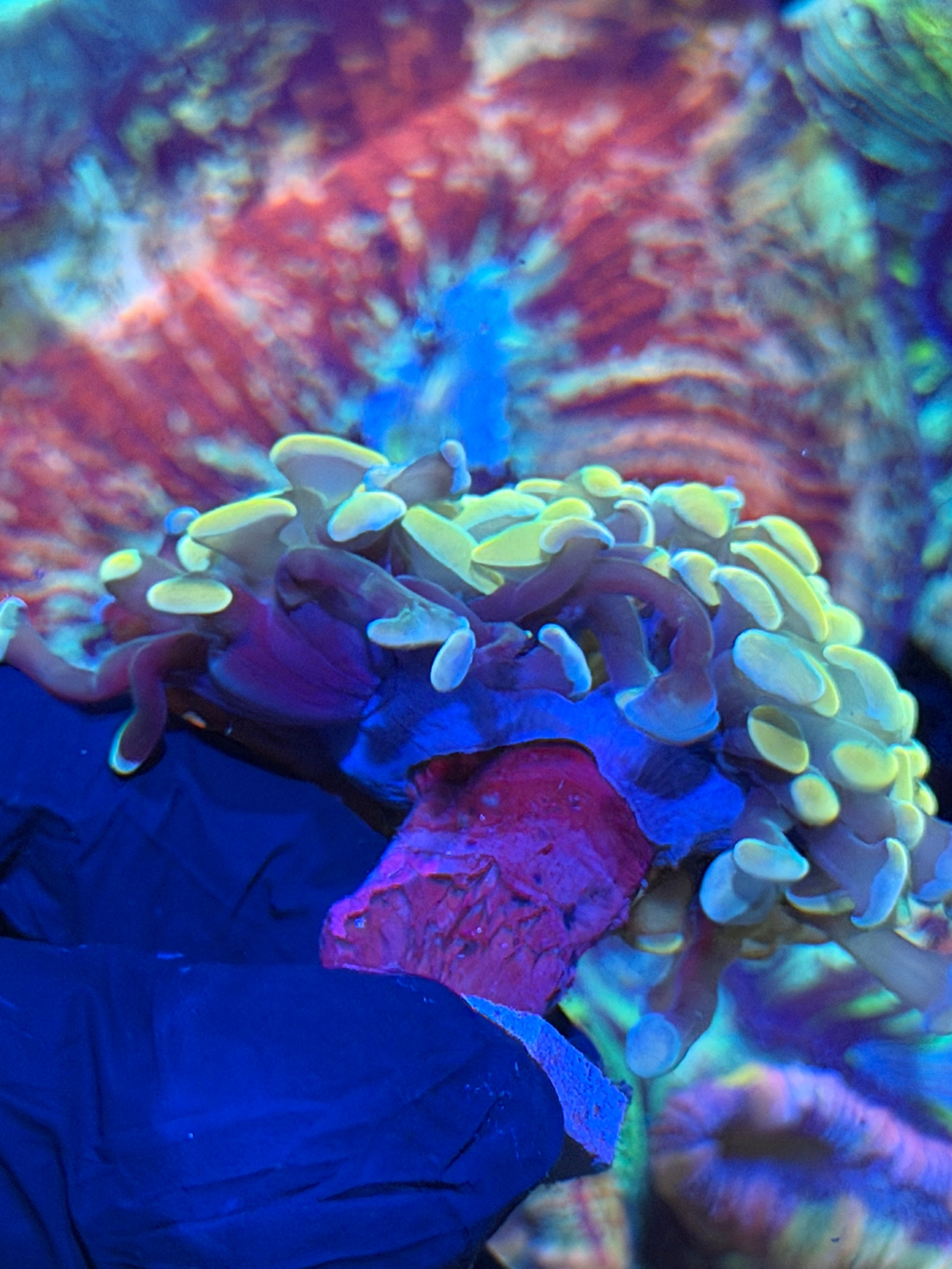 JEA Lightsaber Hammer Coral 2 Heads XL