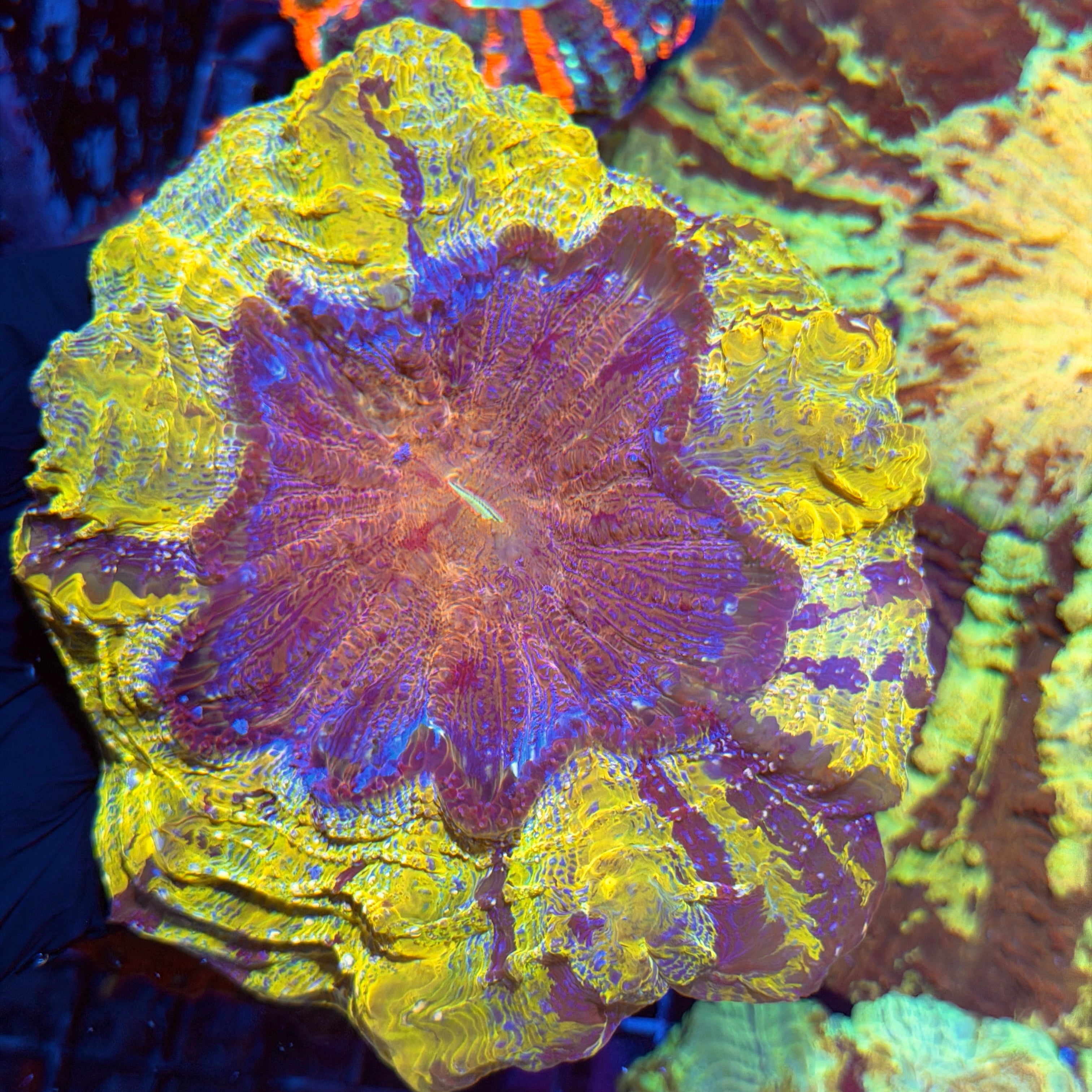 Yellow / Purple Striped Acanthophyllia Meat Coral INSANe 6/3