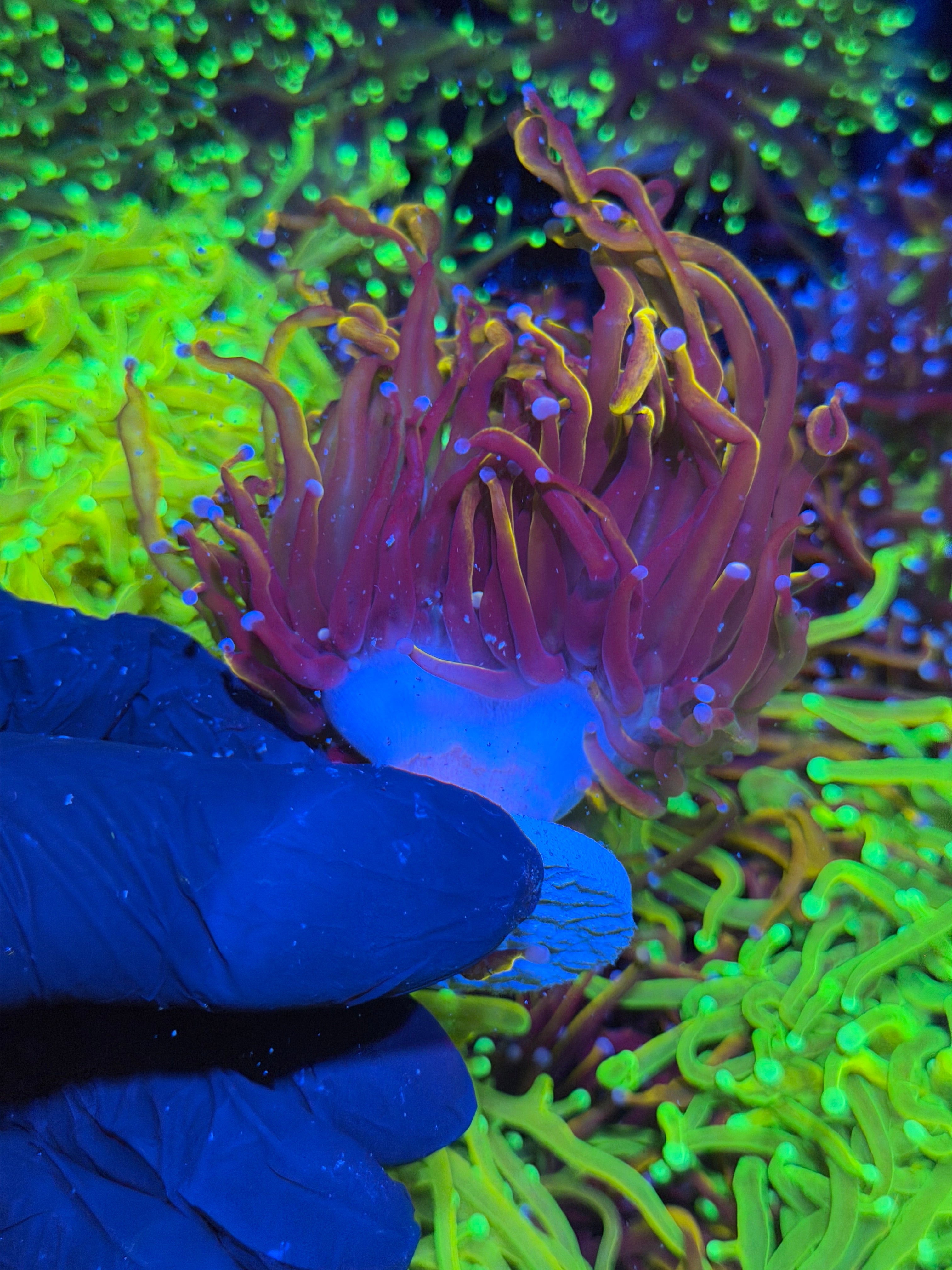 JEA Orange Peel Torch Coral 2 Heads XL