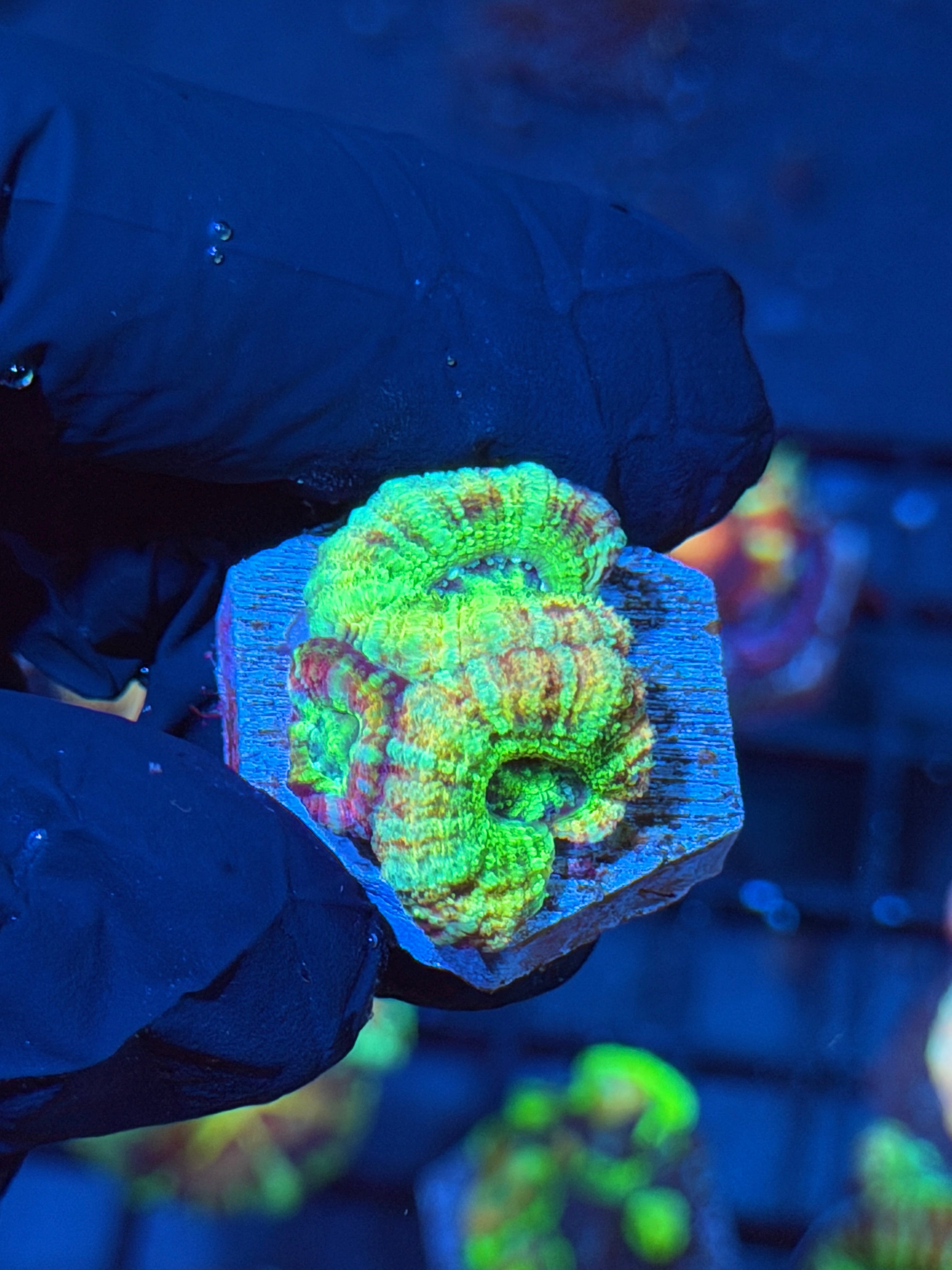 JEA Cyborg Asian Acans 4 Heads 6/4