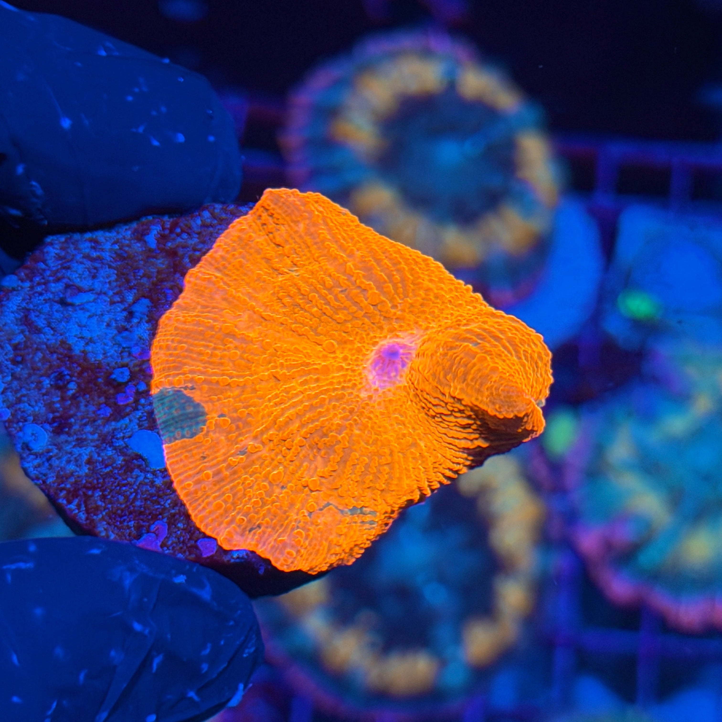 JEA Candy Crush Eclectus Mushroom Coral XL 6/4