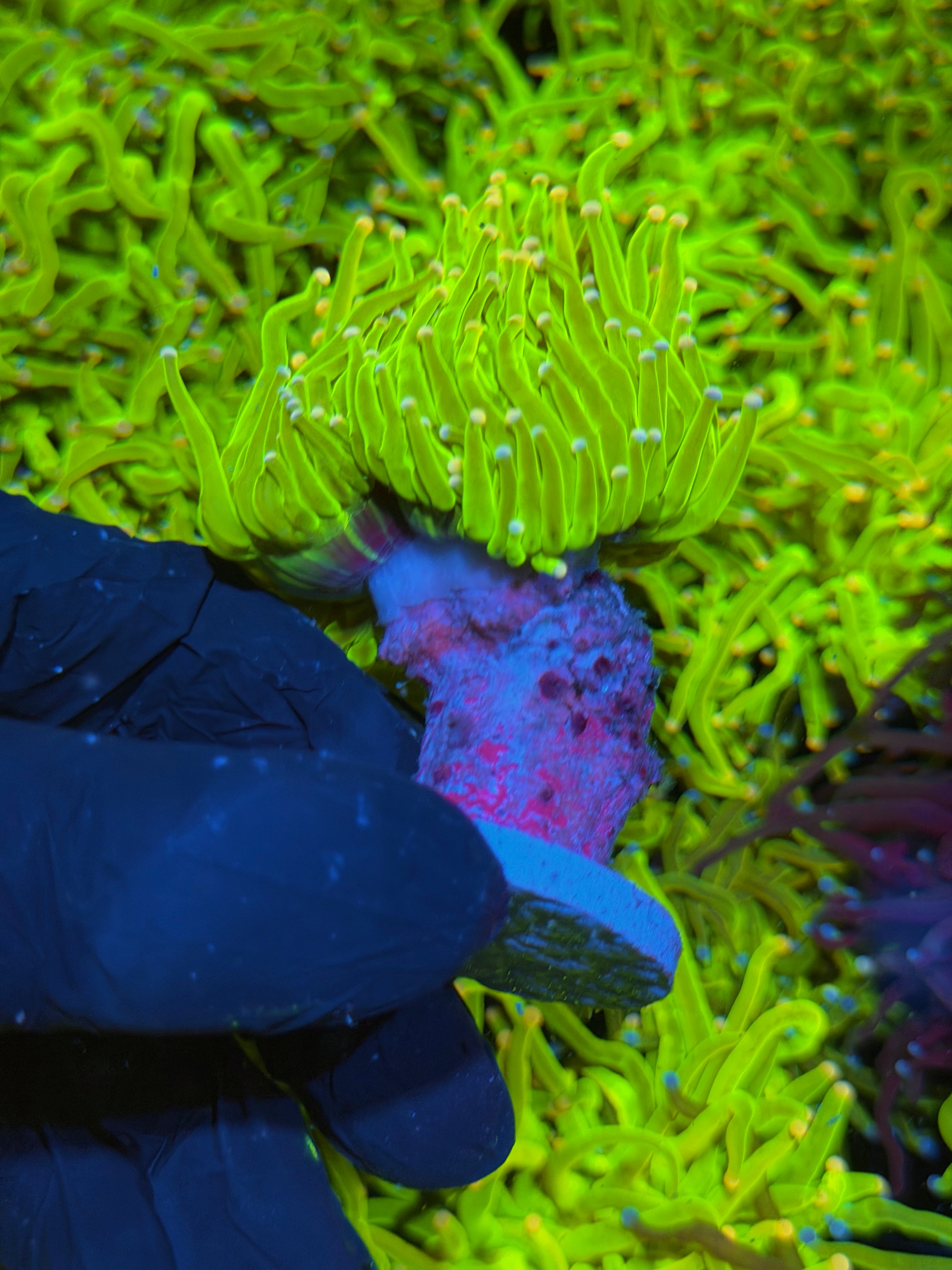JEA Skittles Holy Grail Torch Coral Splitting to 2 XL 7/14