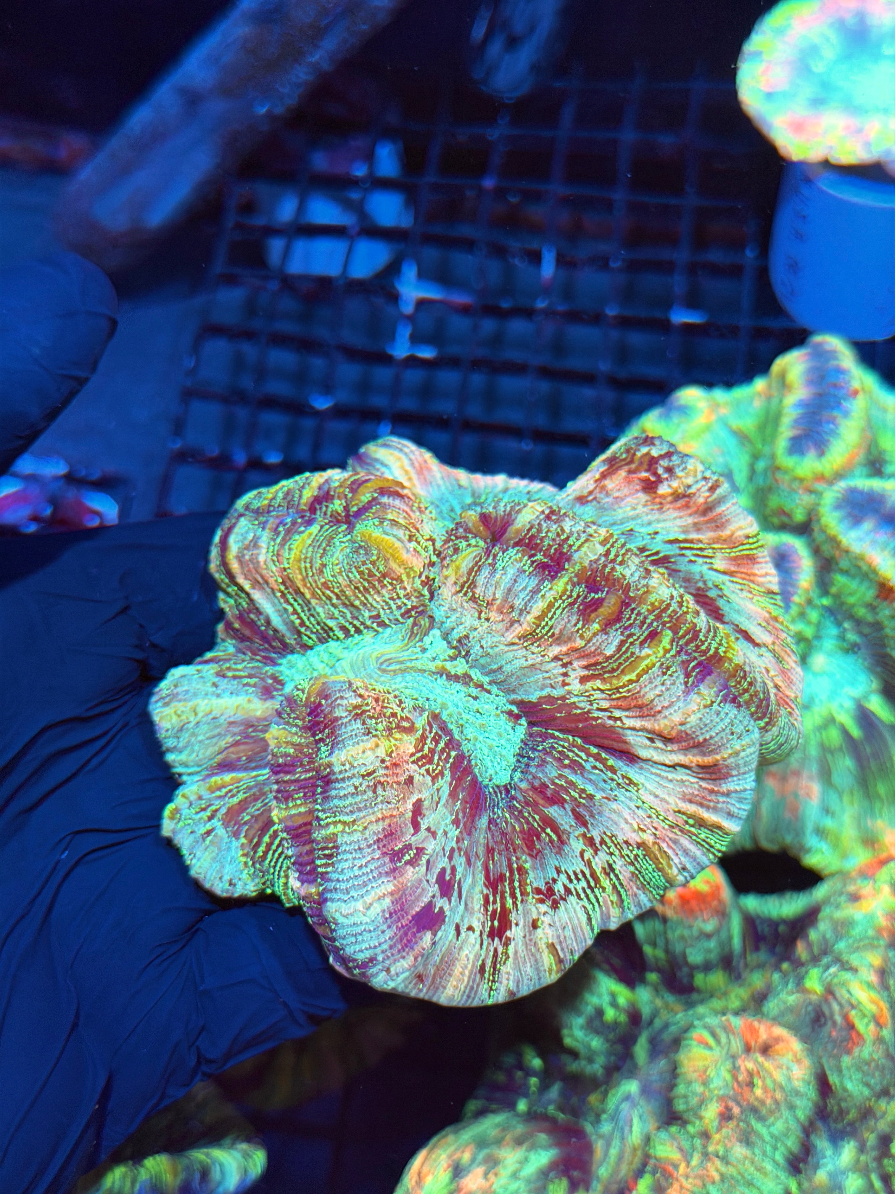 Rainbow Glitter Trachyphyllia Meat Coral XL 6/3