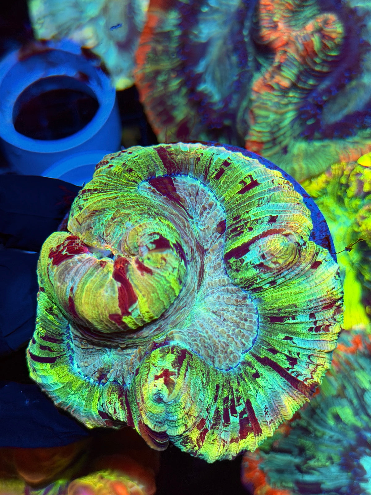 Insane Rainbow Trachyphyllia Meat Coral 9/21