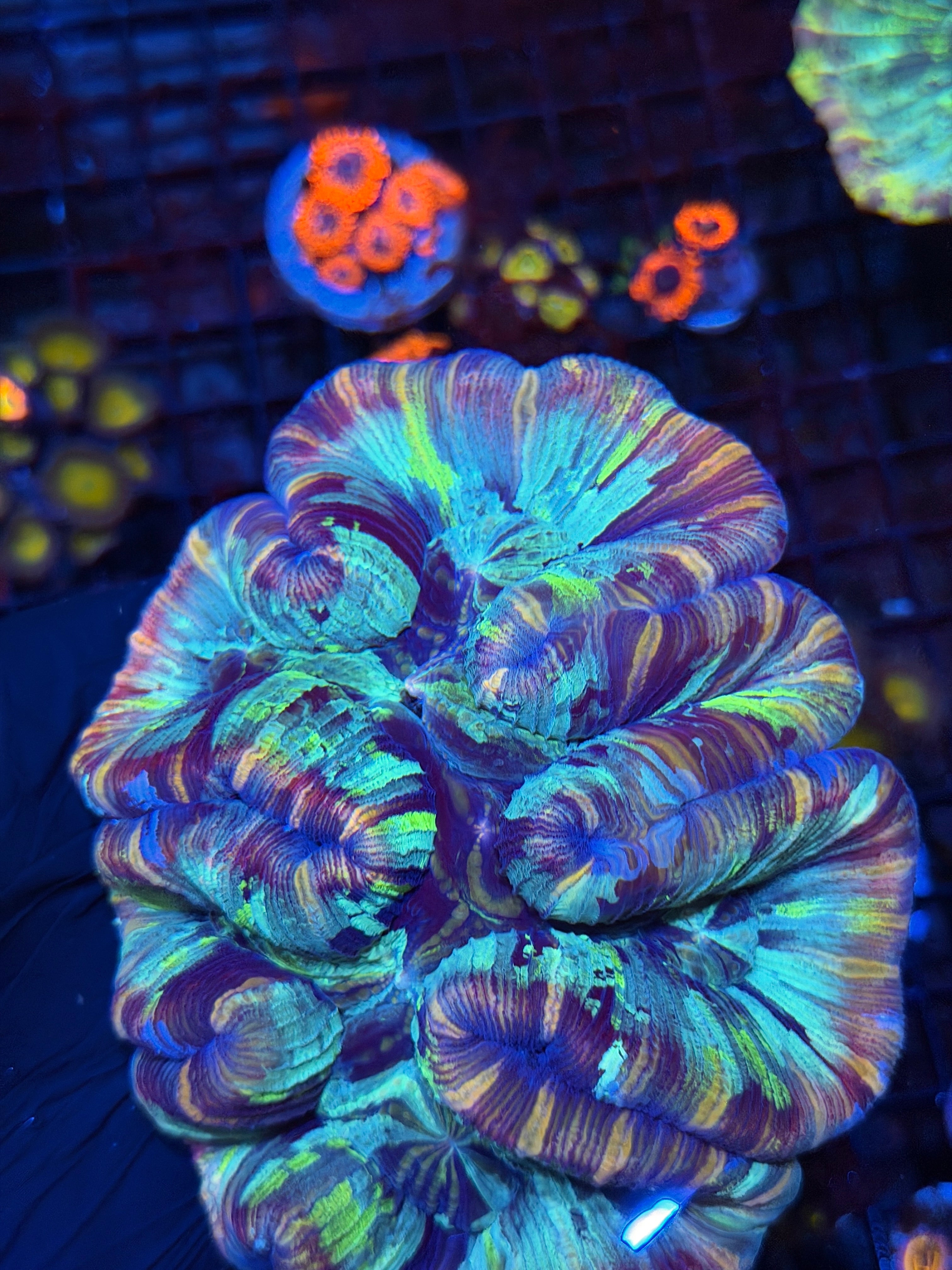 Insane Striped Rainbow Trachyphyllia Meat Coral XL