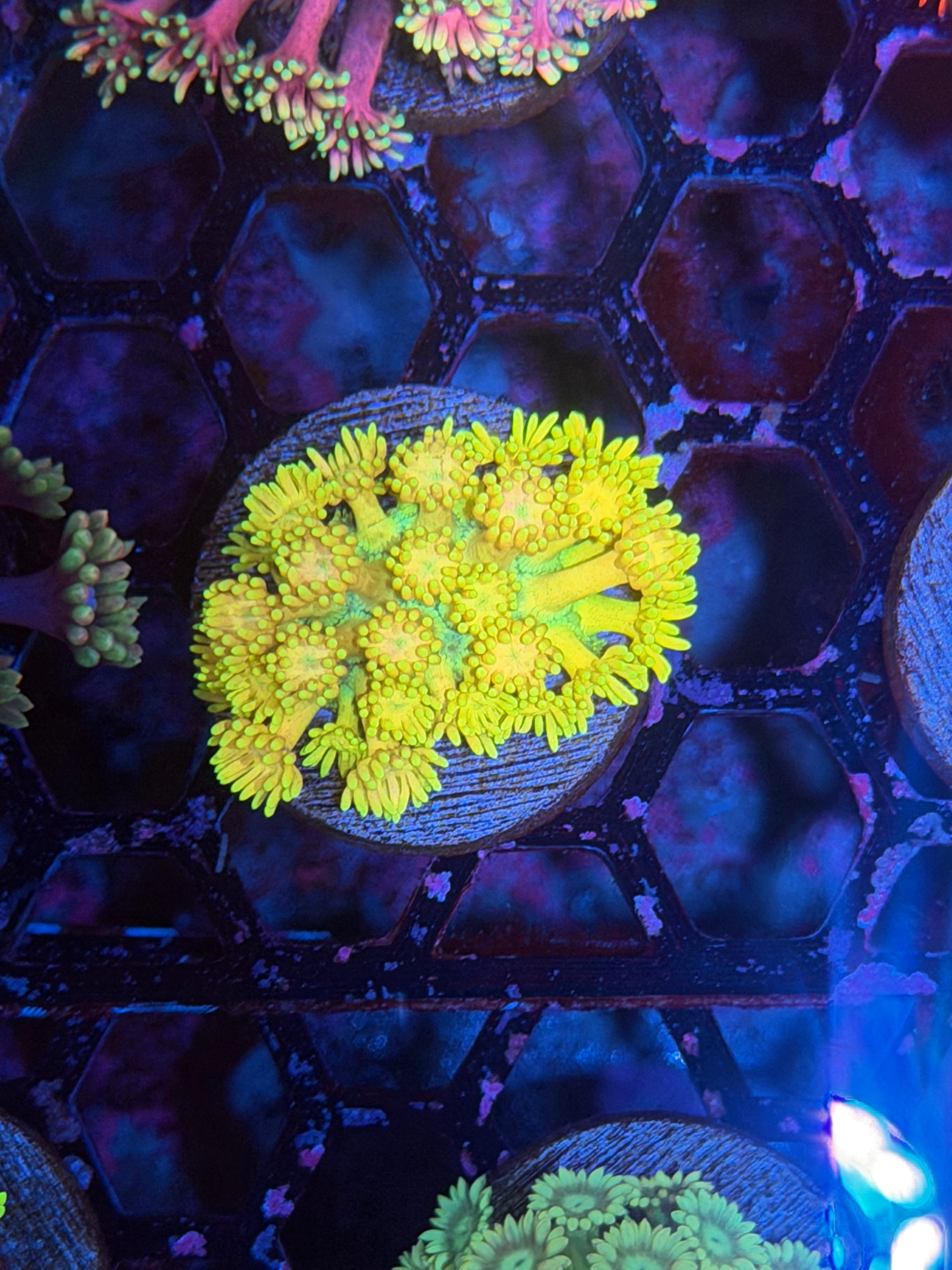 JEA Blueberry Lemonade Goniopora Coral BRIGHT YELLOW